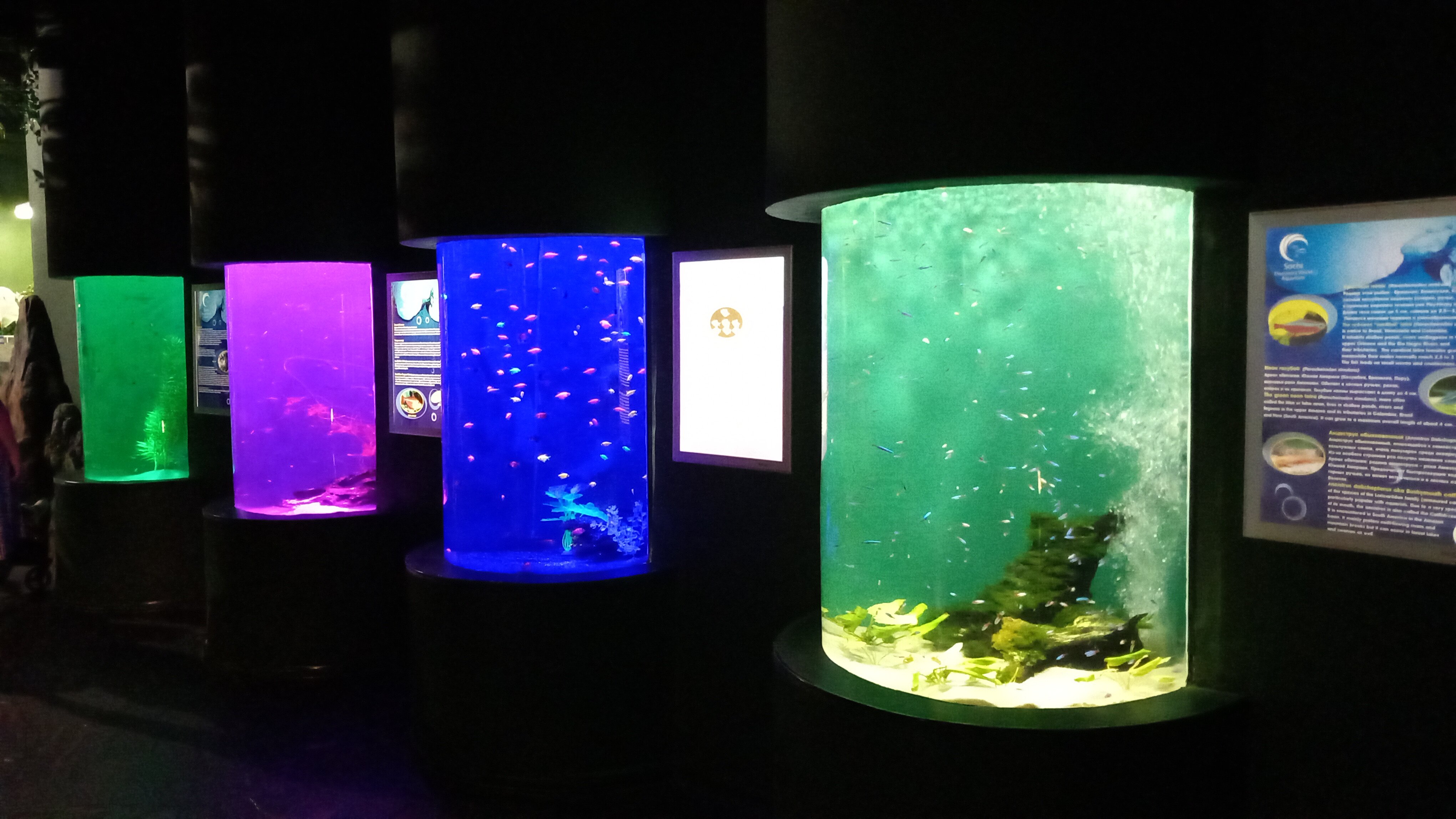 Фото Розали