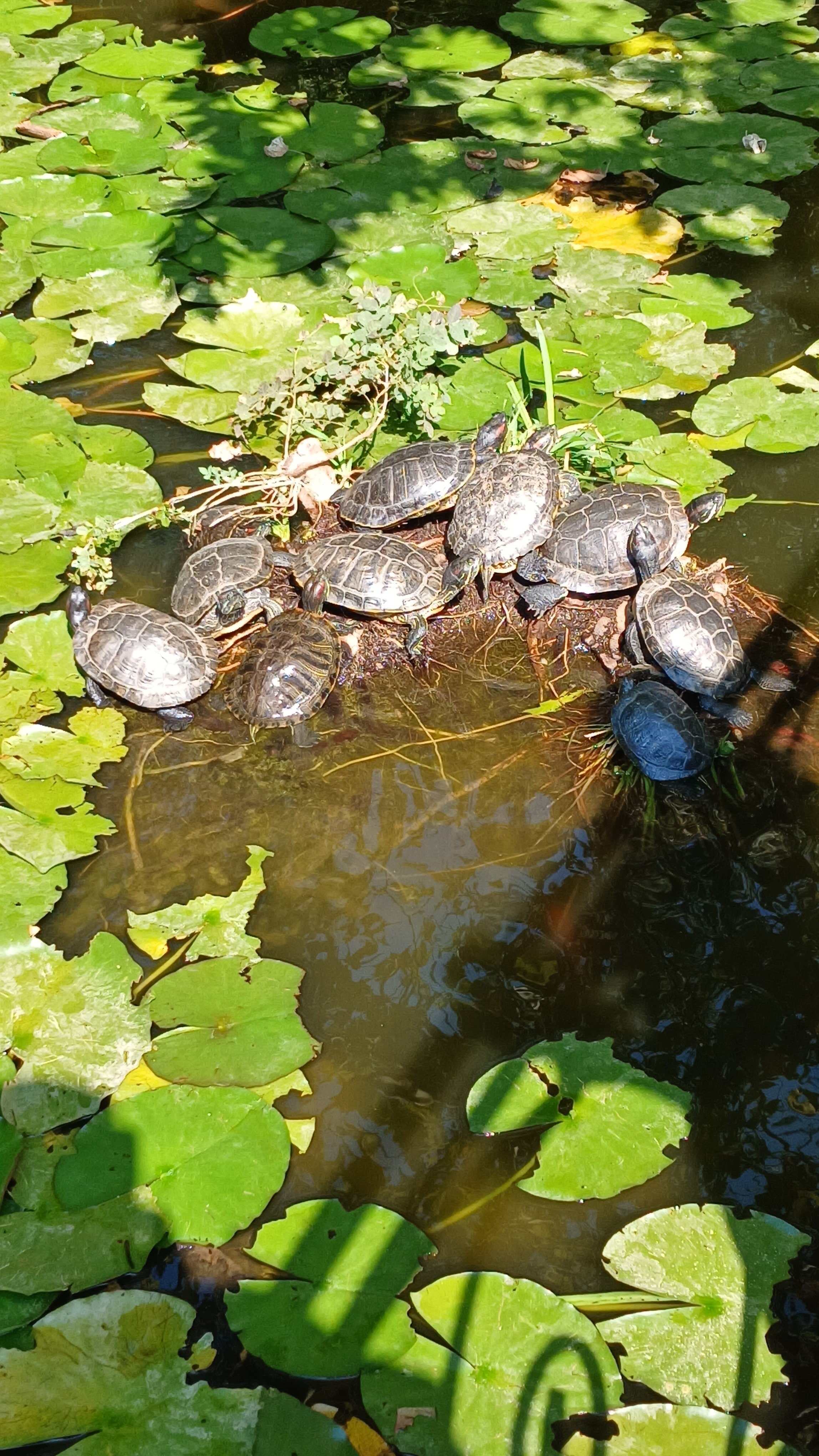 Фото Дача Фисташка