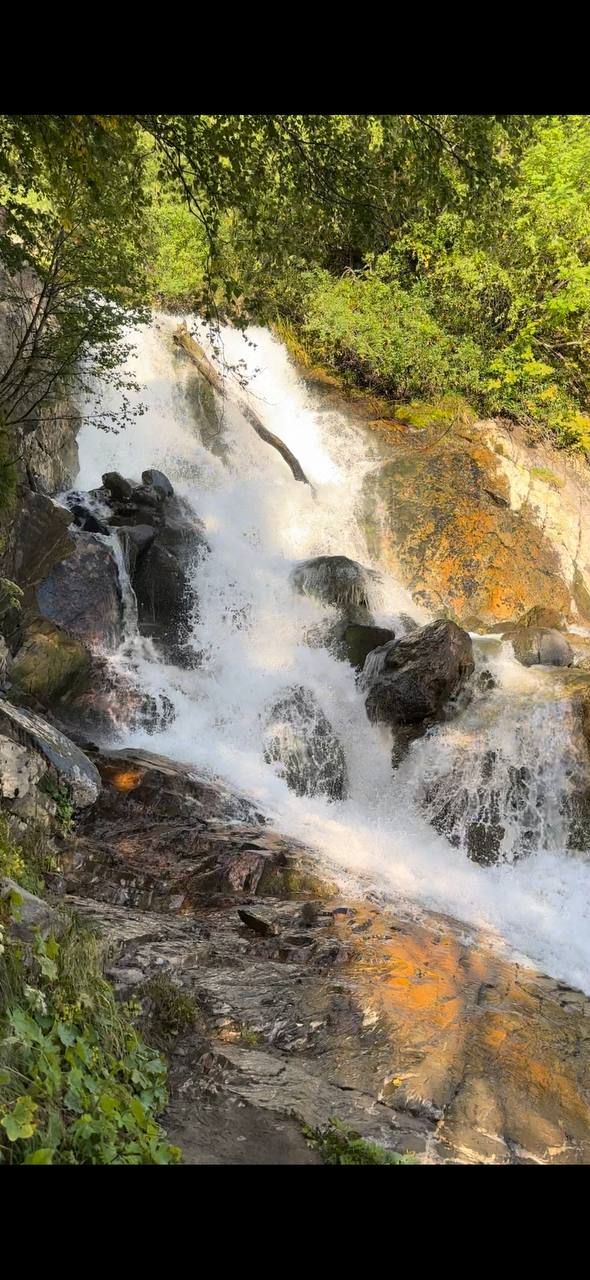 Фото Шафран