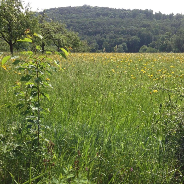 Фото H+ Hotel Limes Thermen Aalen