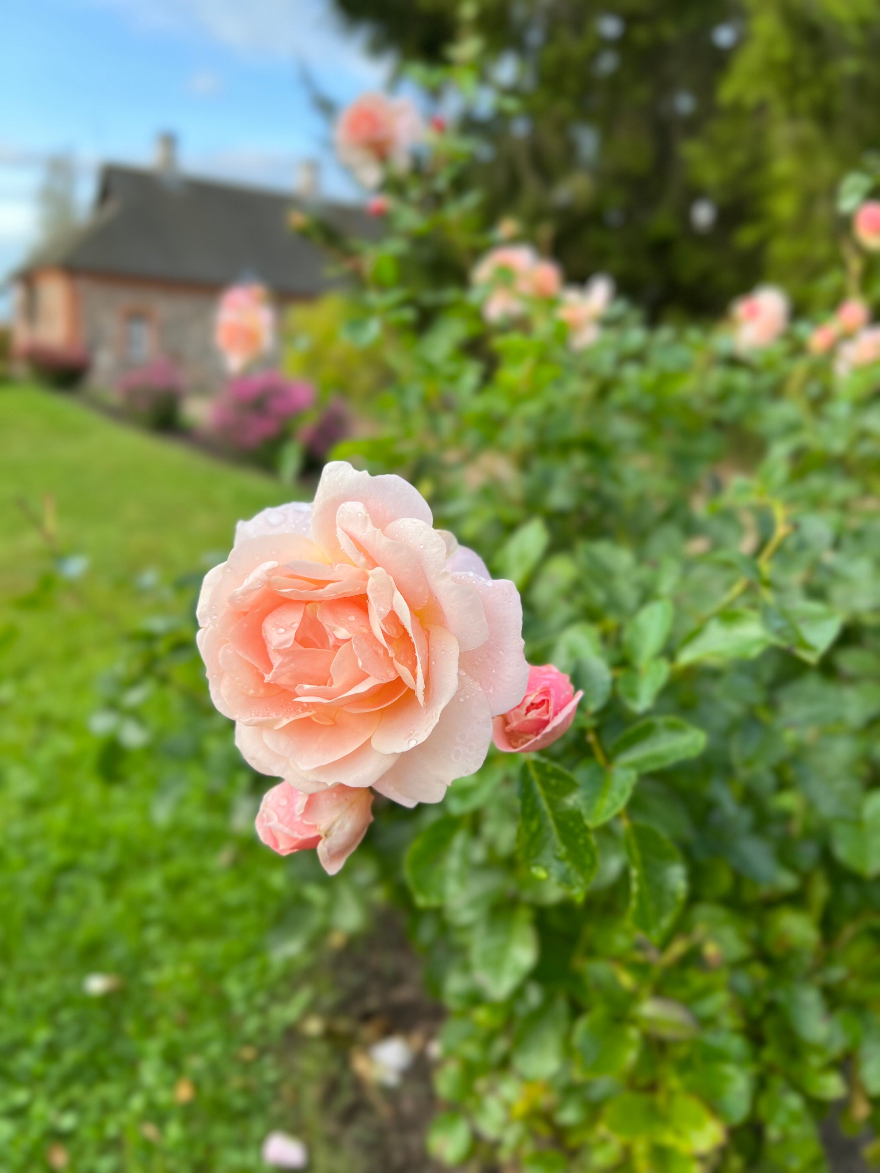 Фото Пушкиногорье