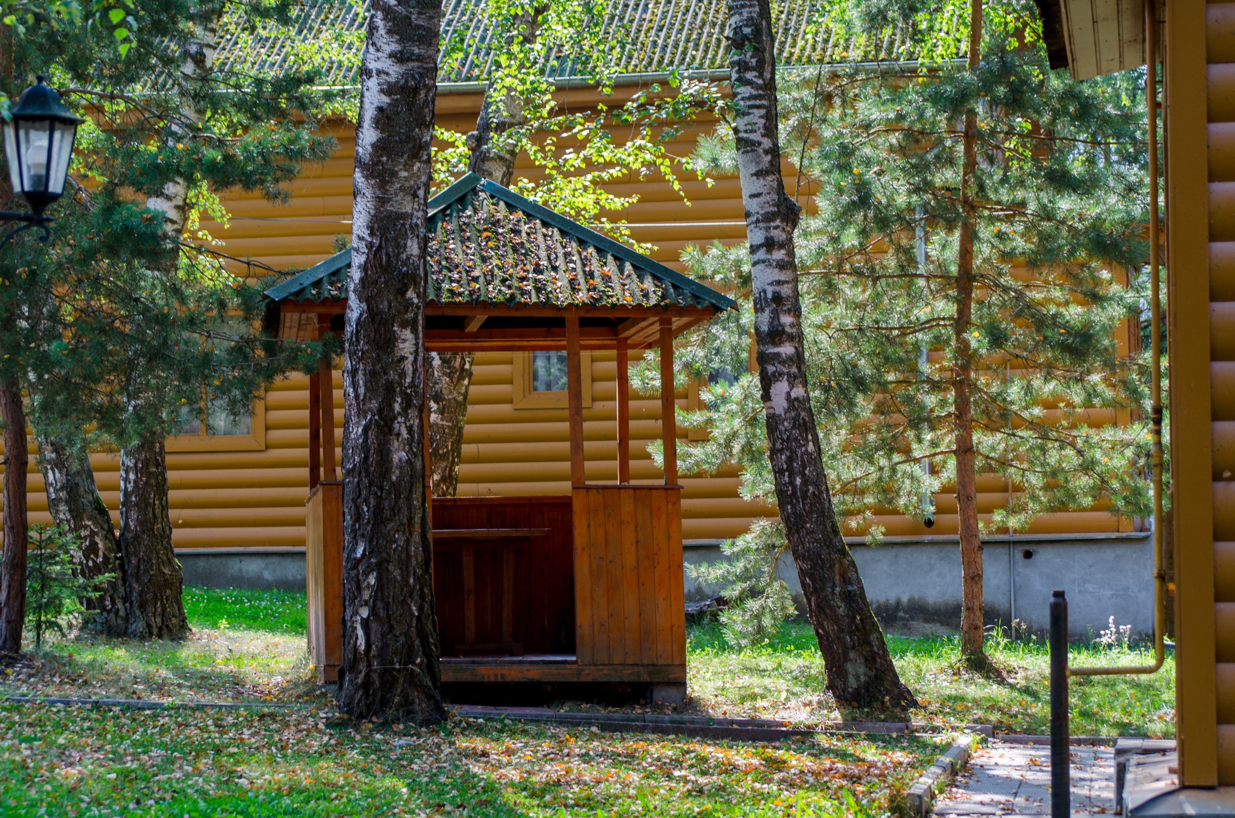 Фото Берёзовая роща