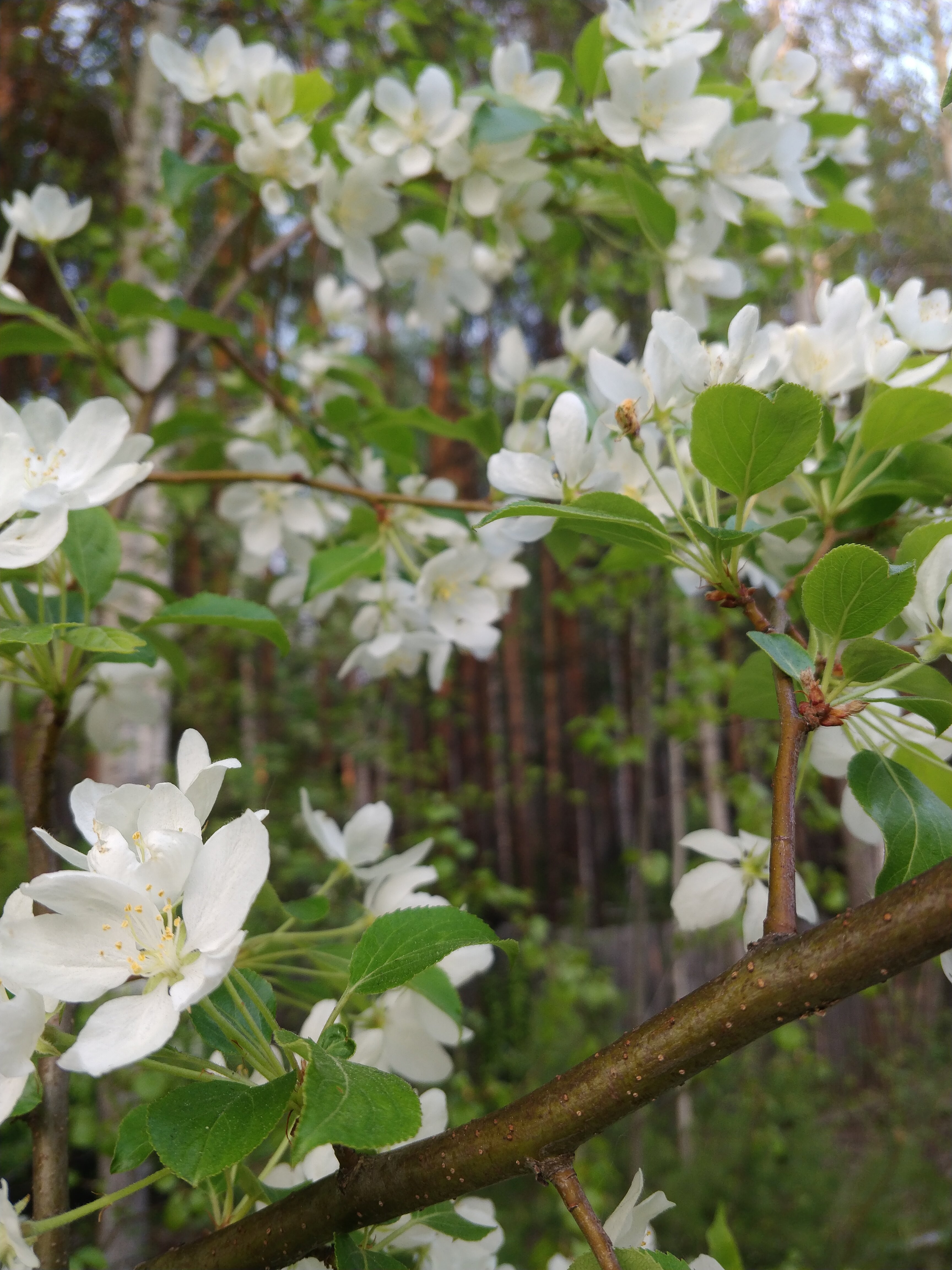 Фото Лесотерапия