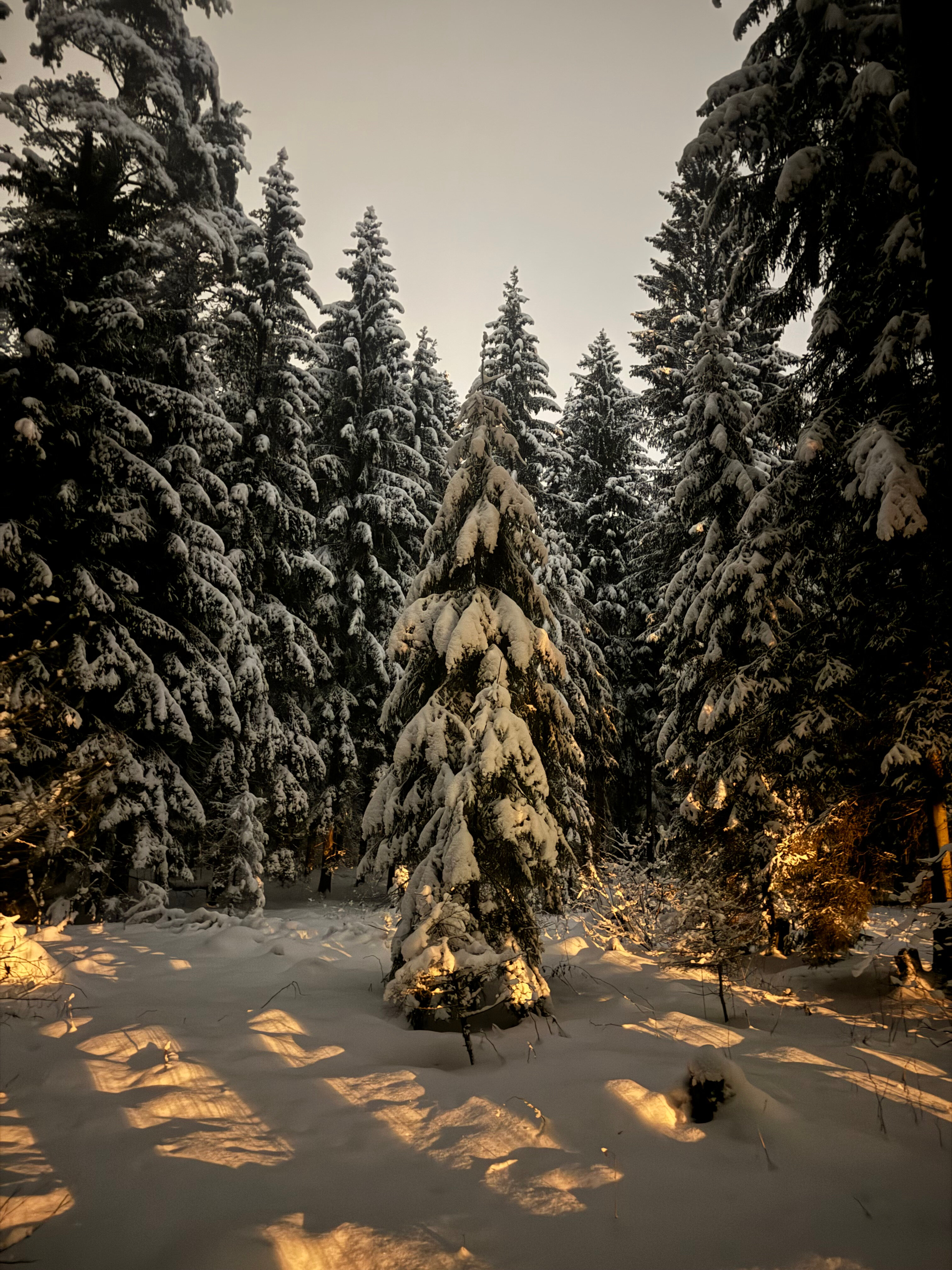 Фото Гусихаус