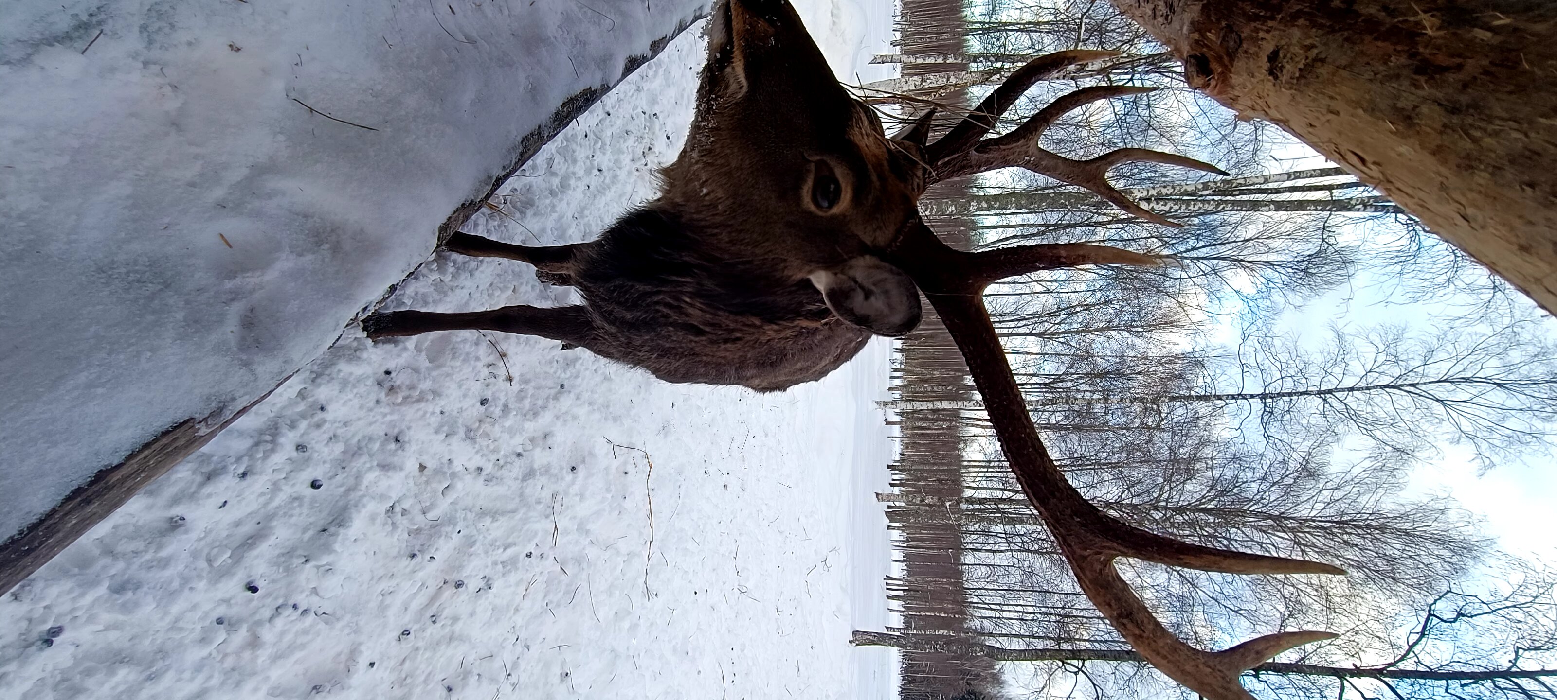 Фото Оленья ферма СудимирЪ