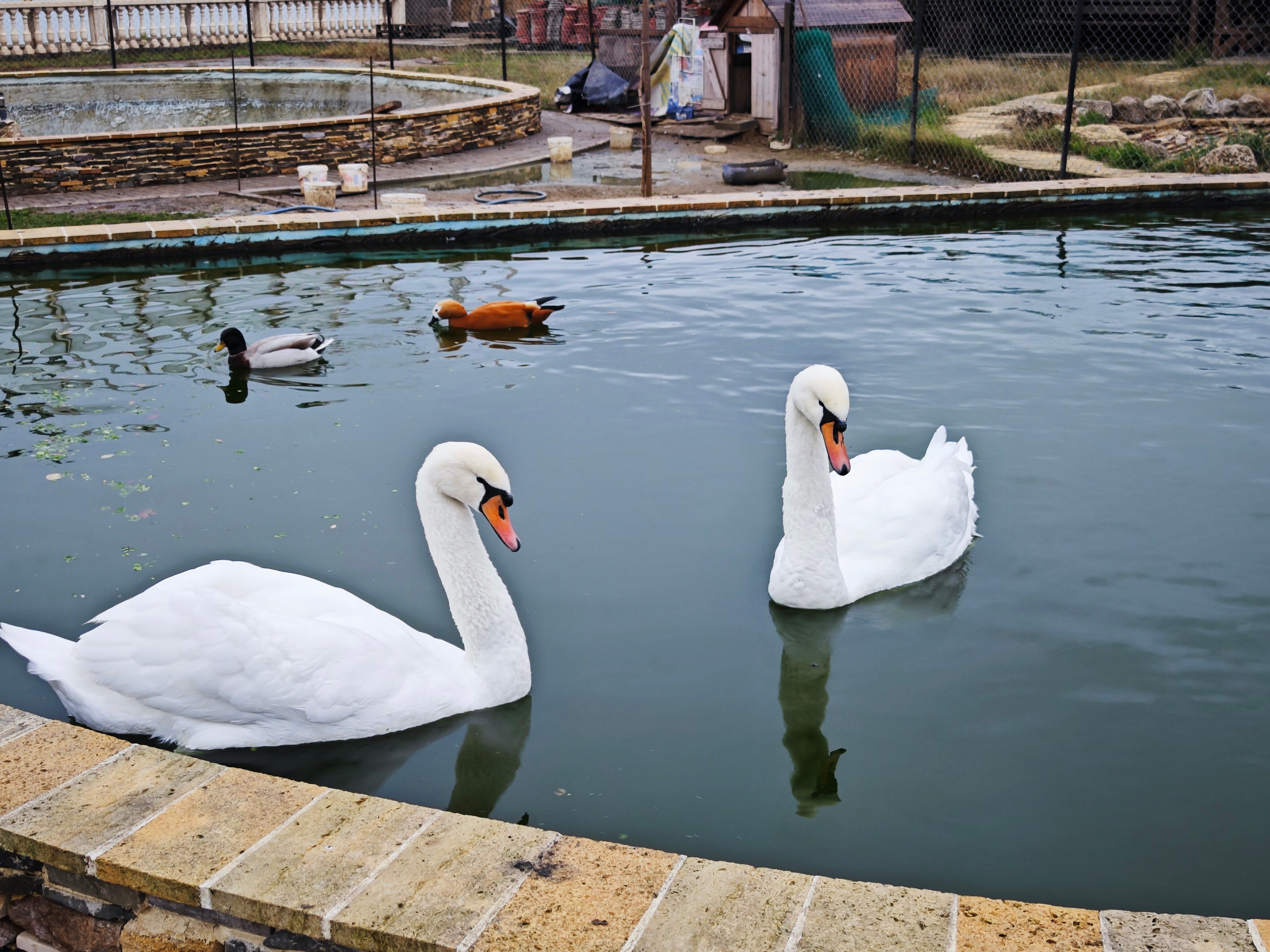 Фото Журавли