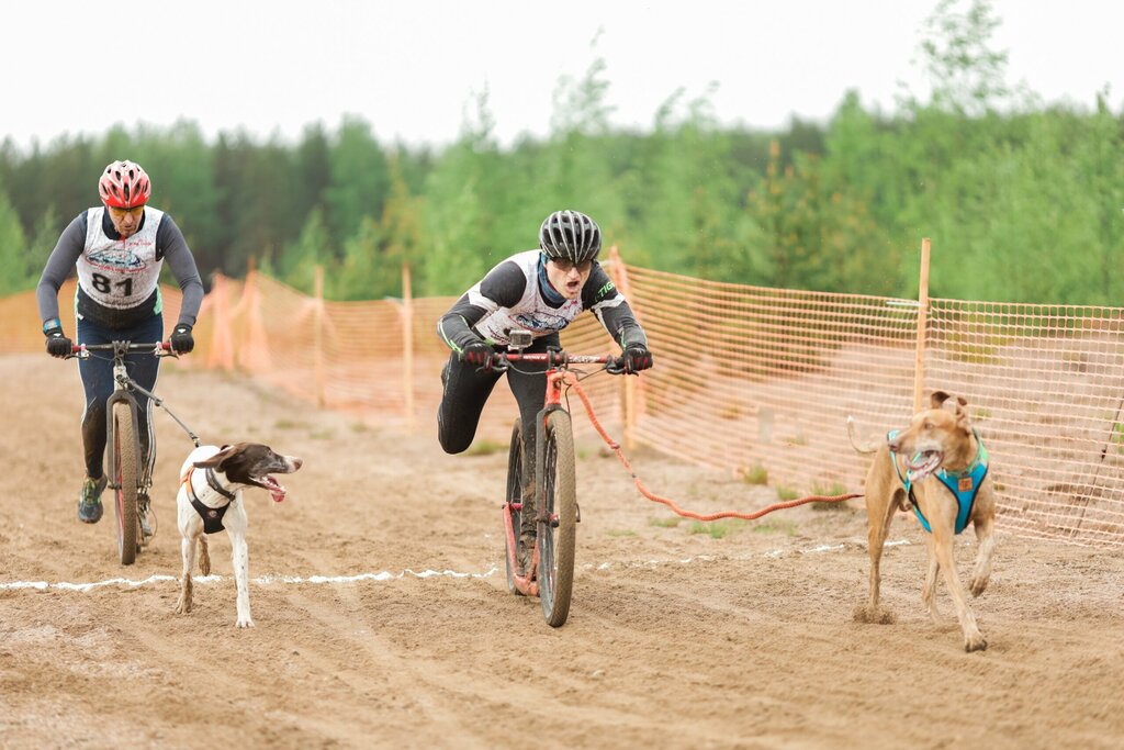 جمعية رياضية Sleddog sports Federation of Voronezh region ، فورونيج، صورة