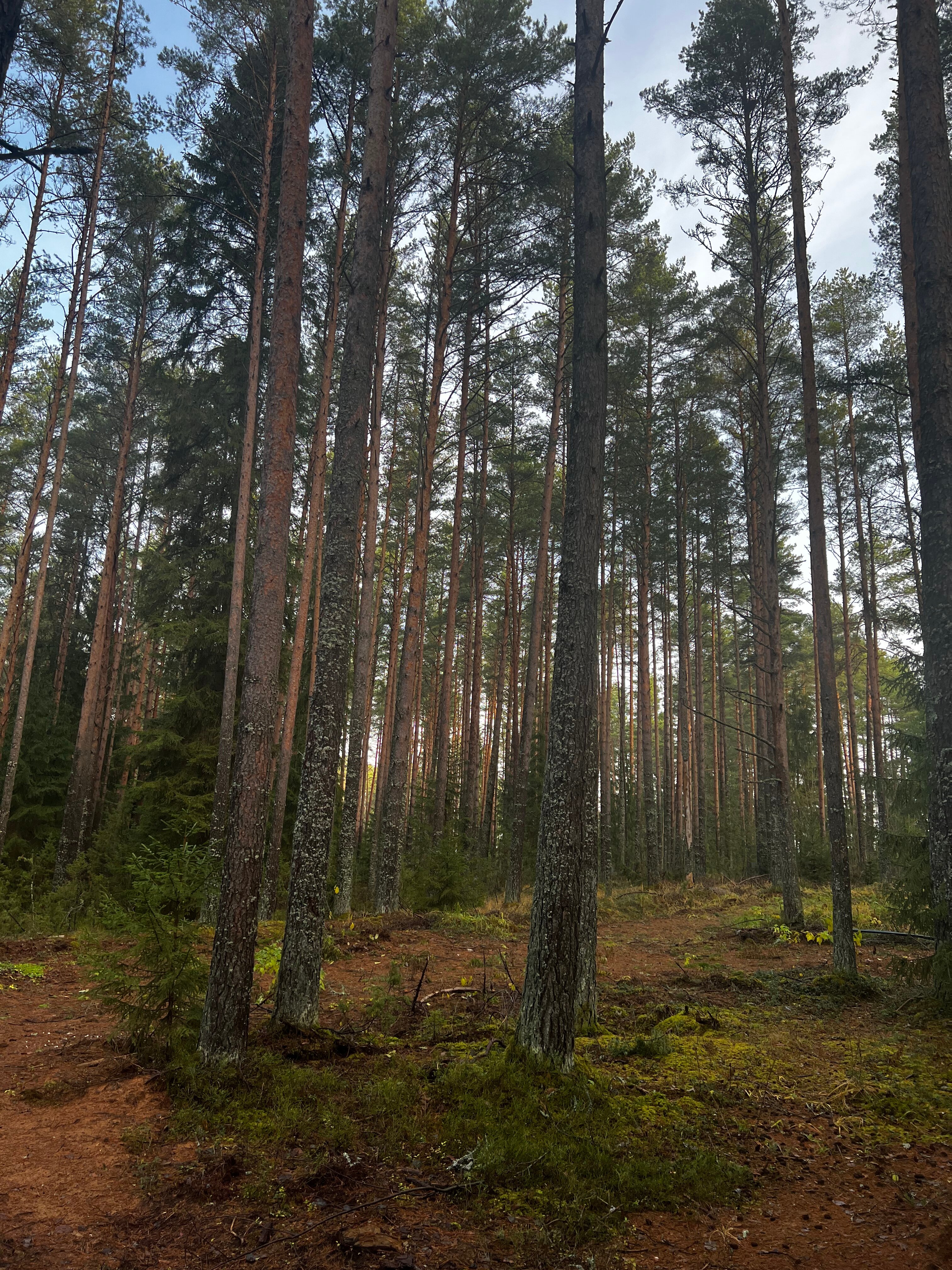 Фото Seliger Soul