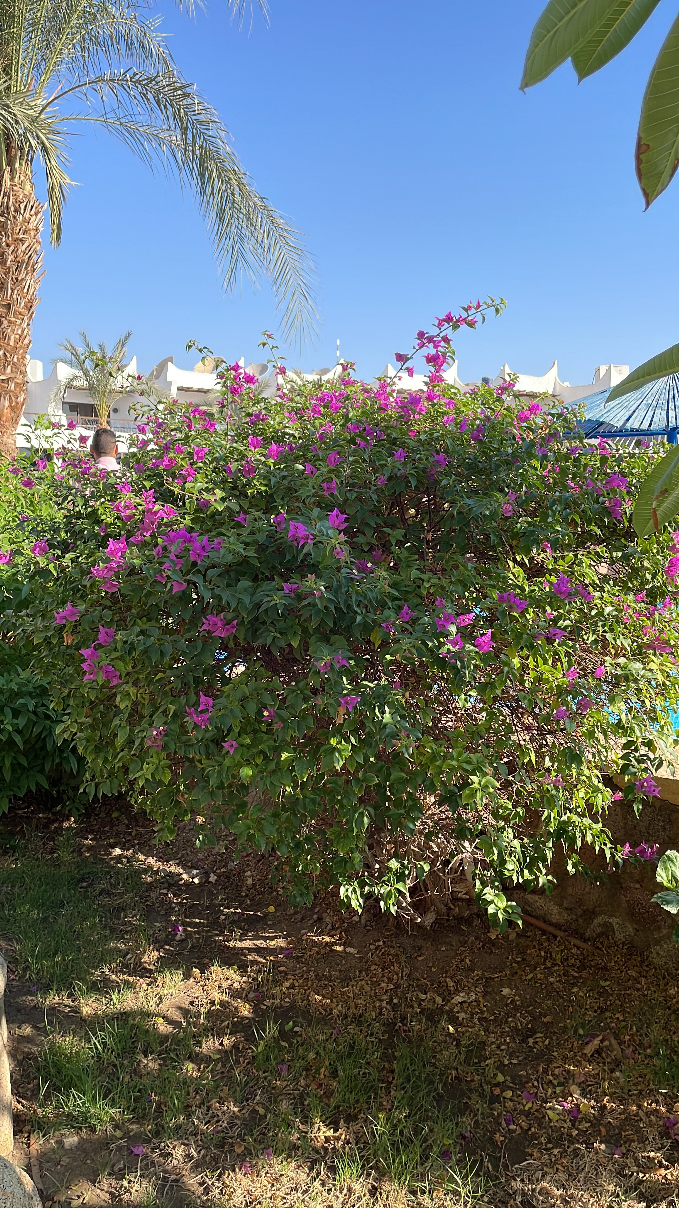 Фото Turquoise Beach Hotel