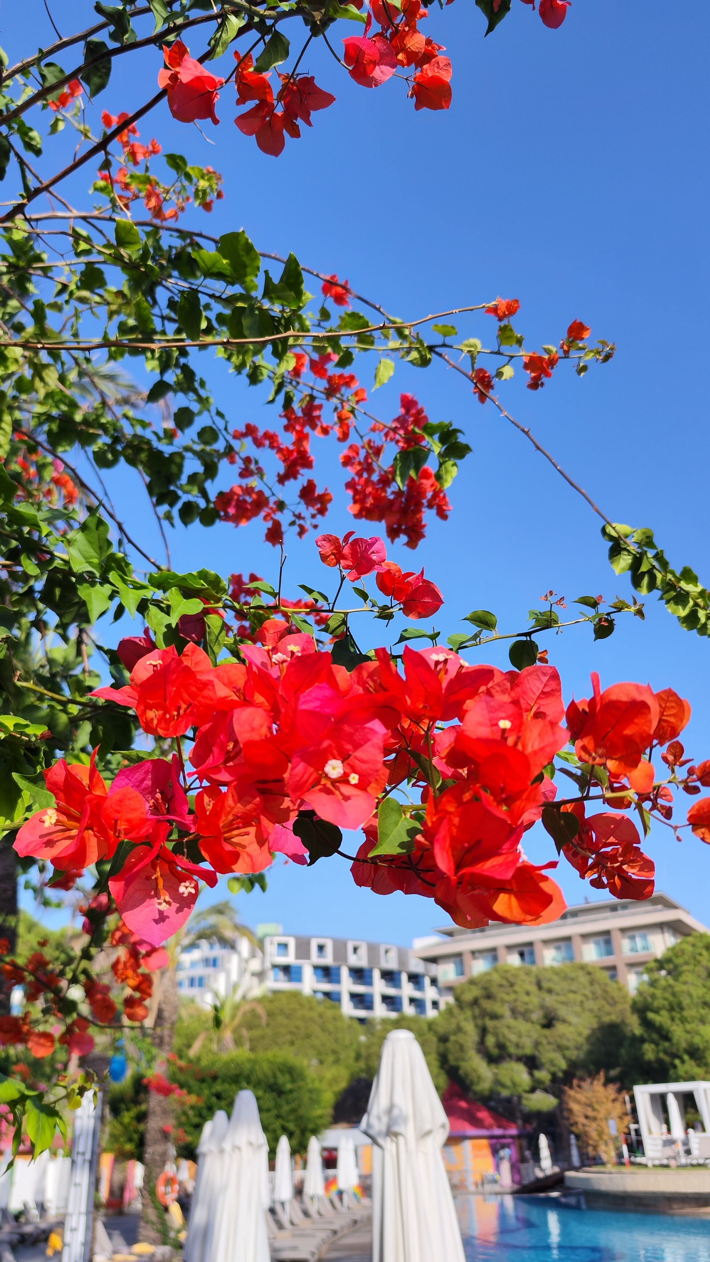 Фото Papillon Ayscha