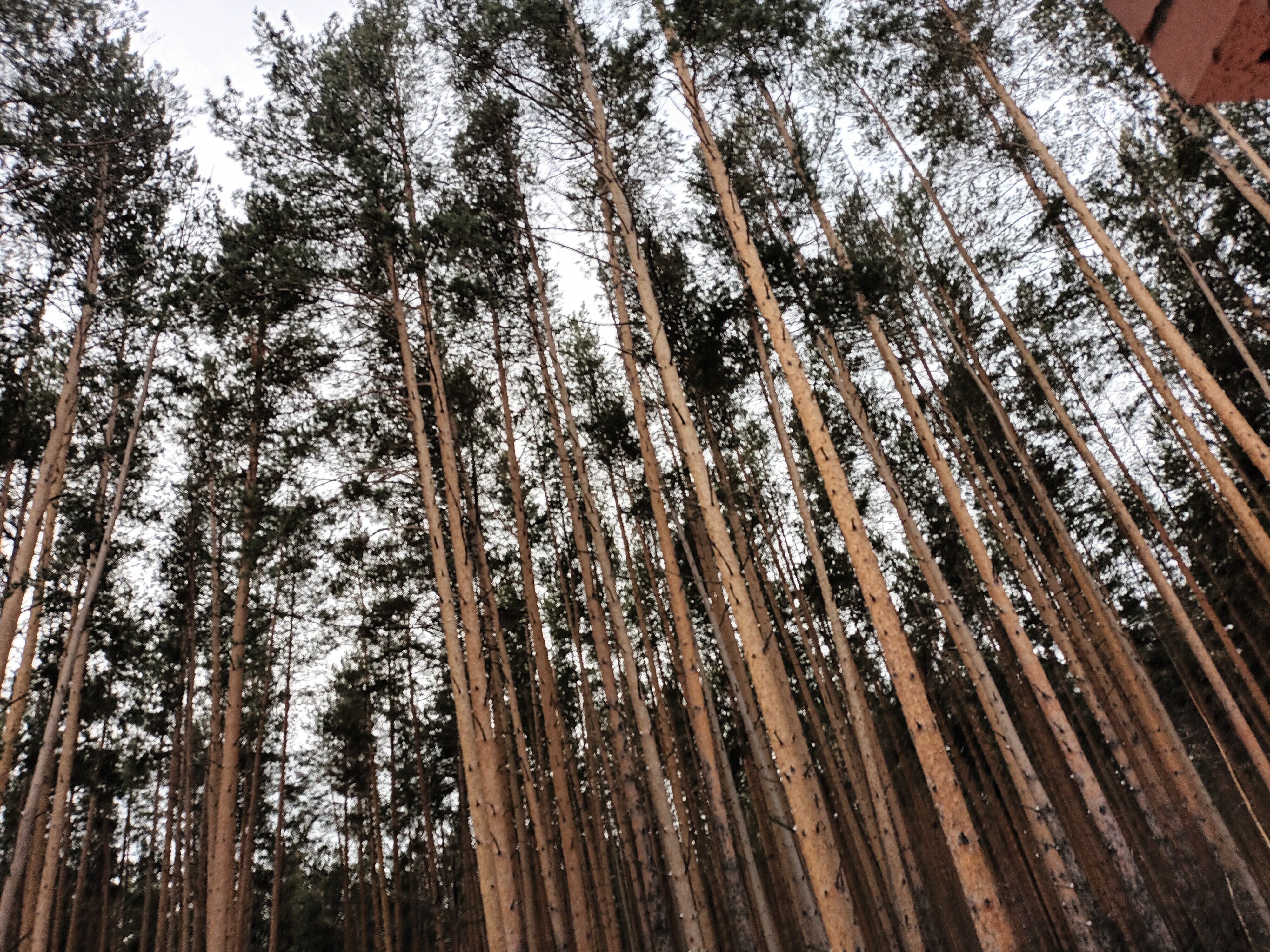 Фото Лесная поляна