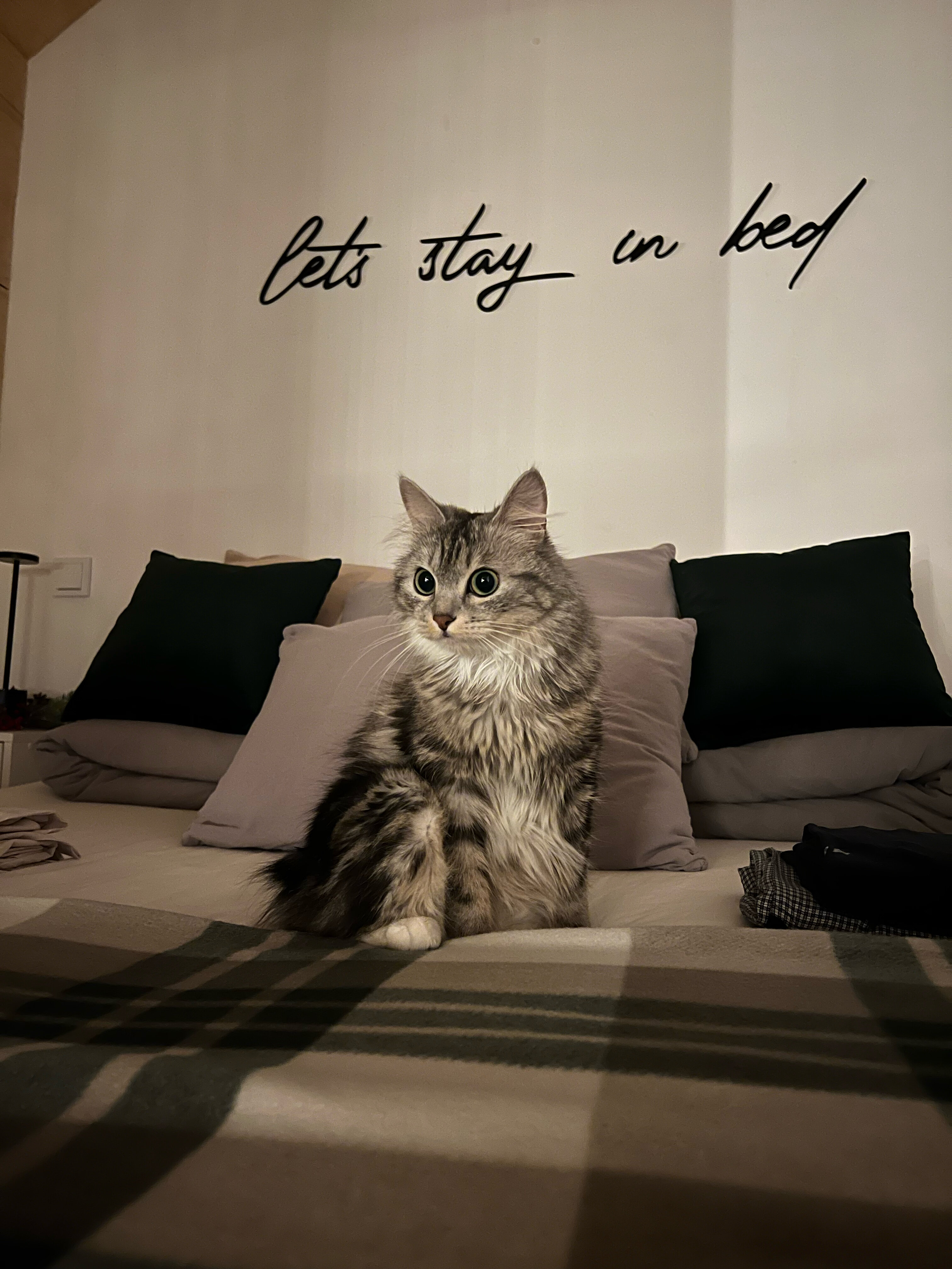 Фото Лес и Гора