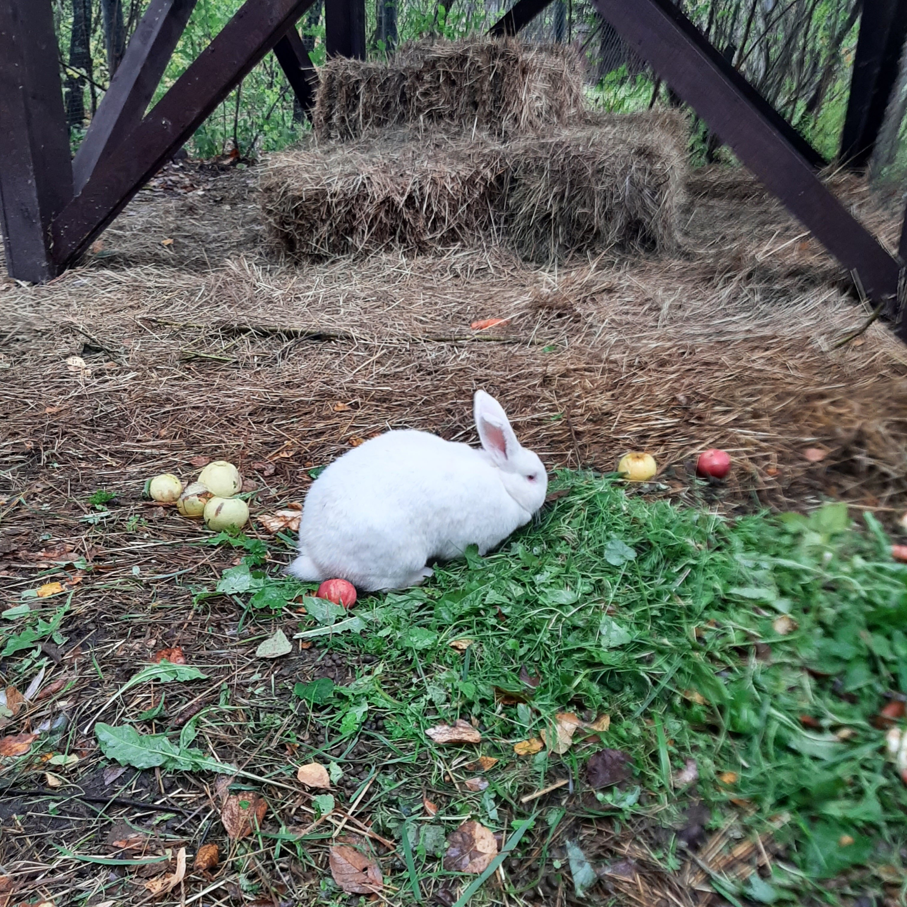 Фото Дом на дереве