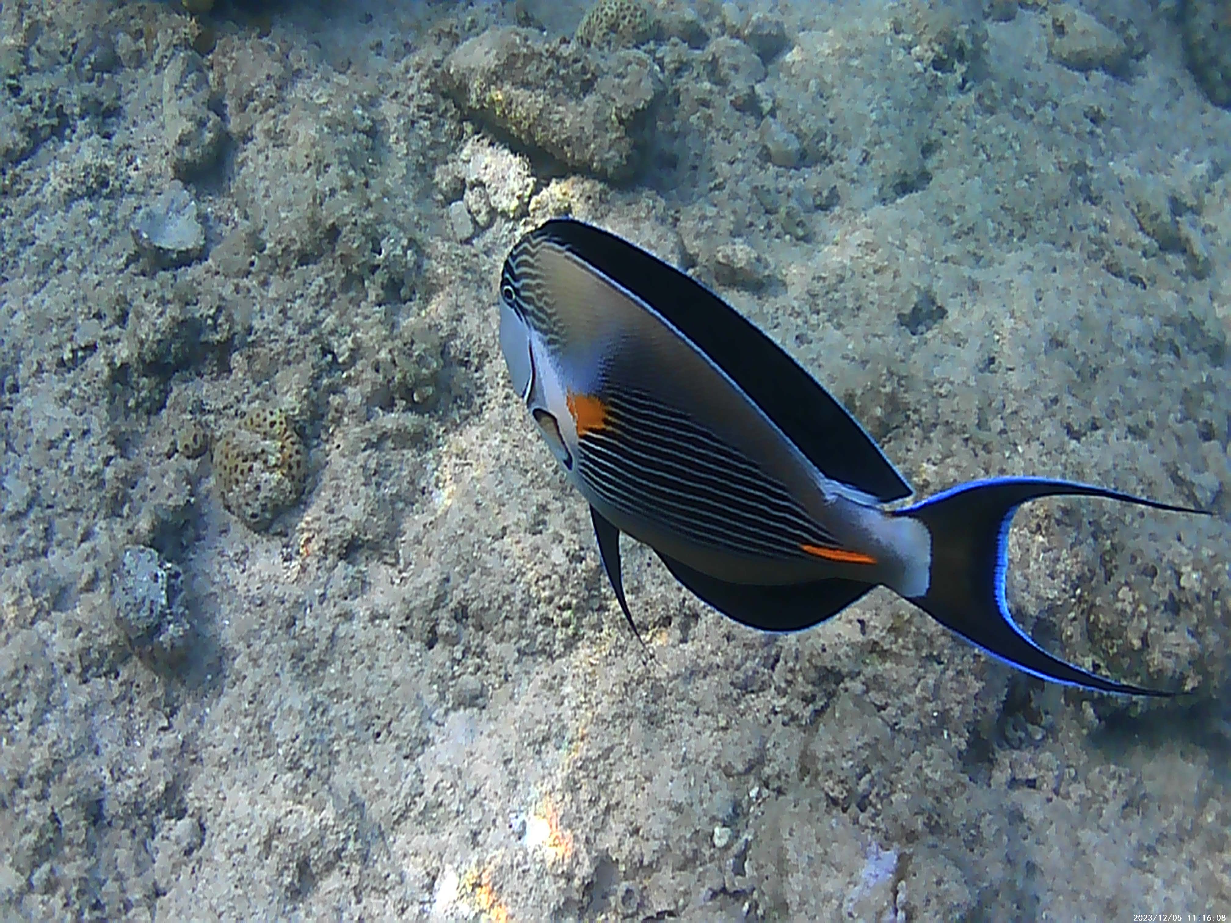 Фото Sharm Club Beach Resort