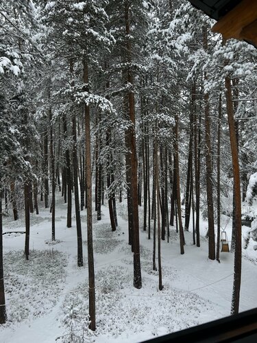 Гостиница “Green forest”