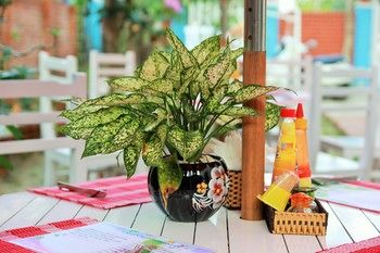 Фото Green Bud Homestay