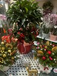 Полея (vulica Lienina, 39), flower shop