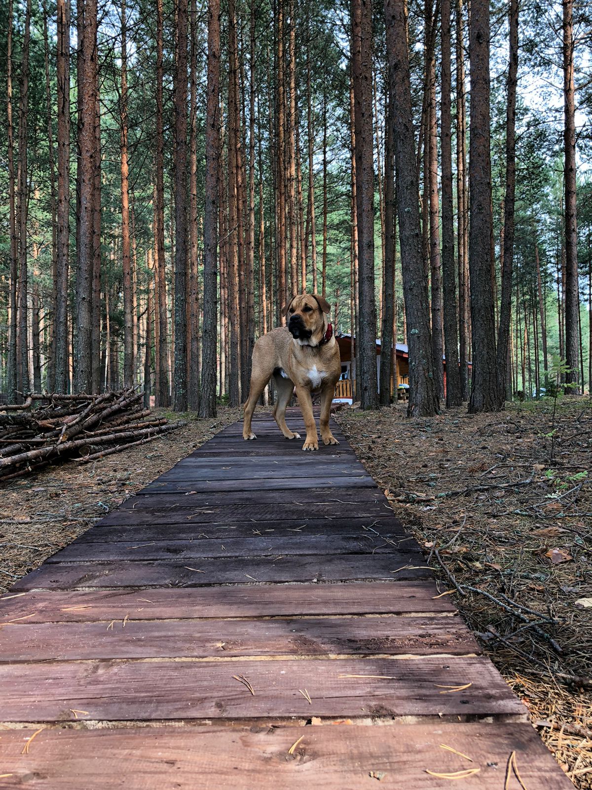 Фото Вилла Бор Волго
