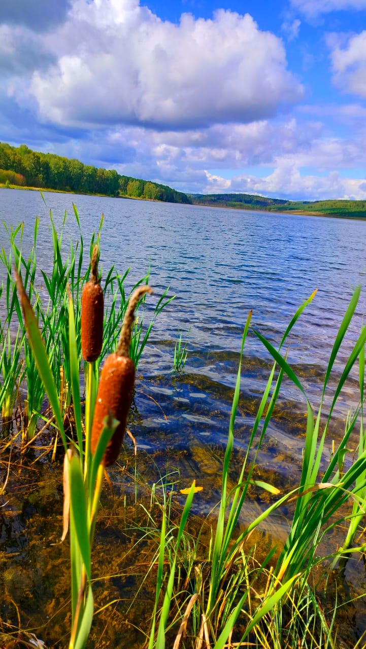 Фото Белая сова