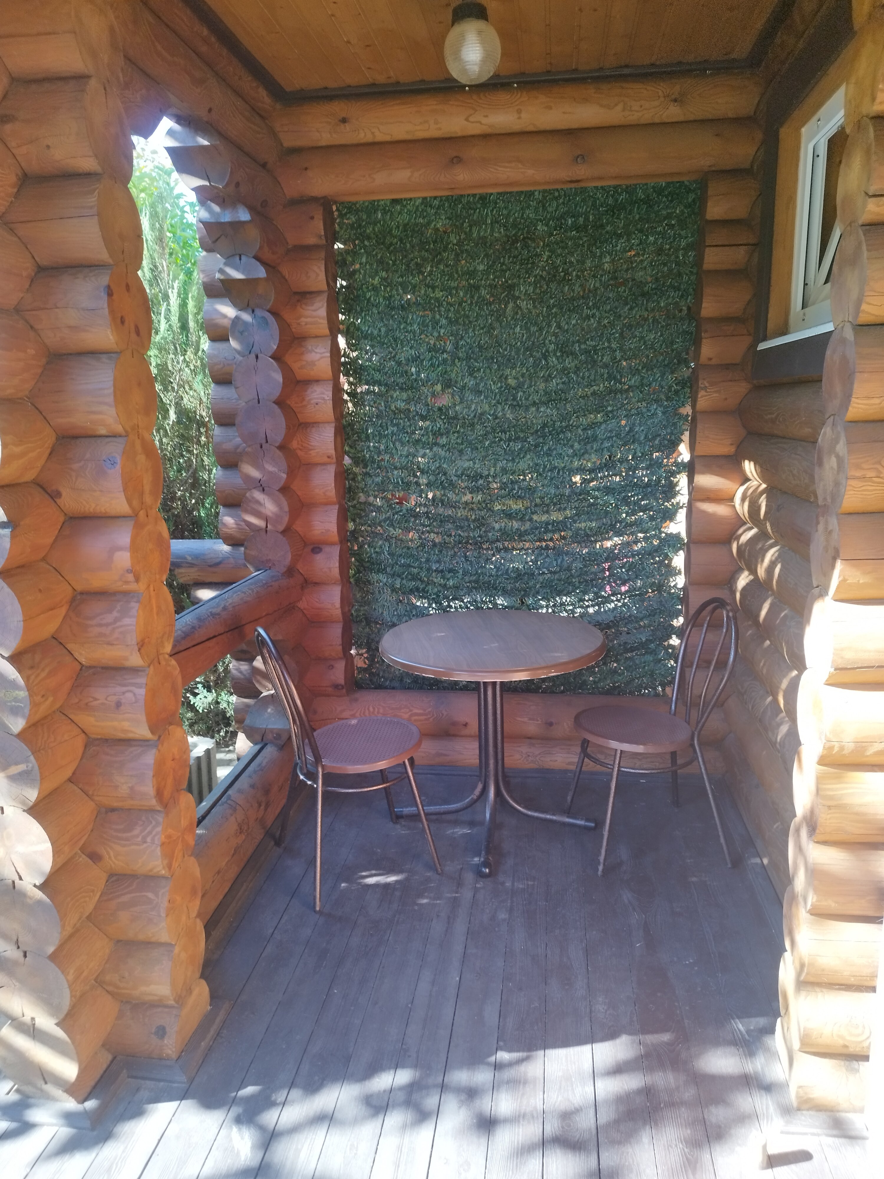 Фото Вербена