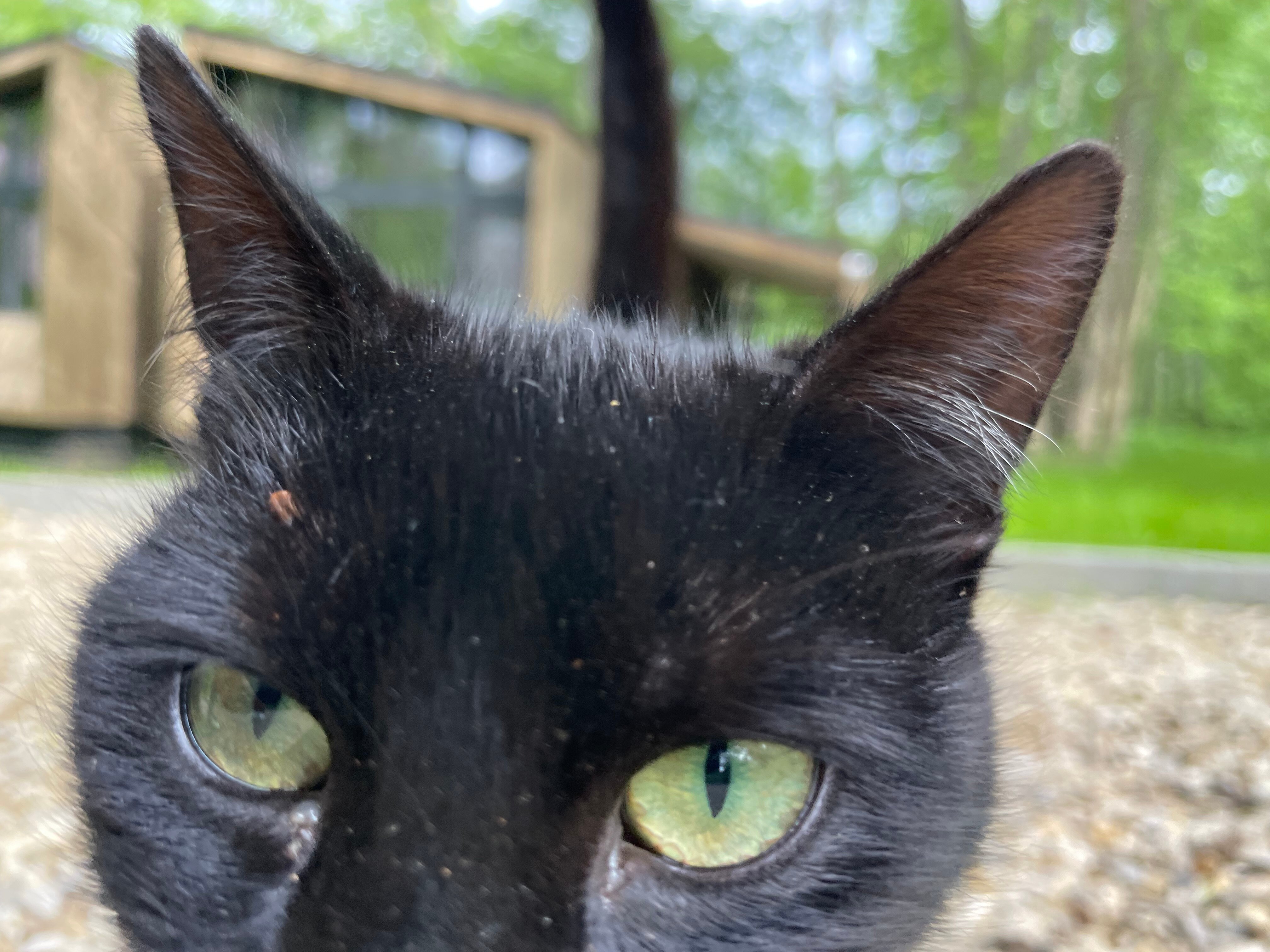 Фото Серебряный век