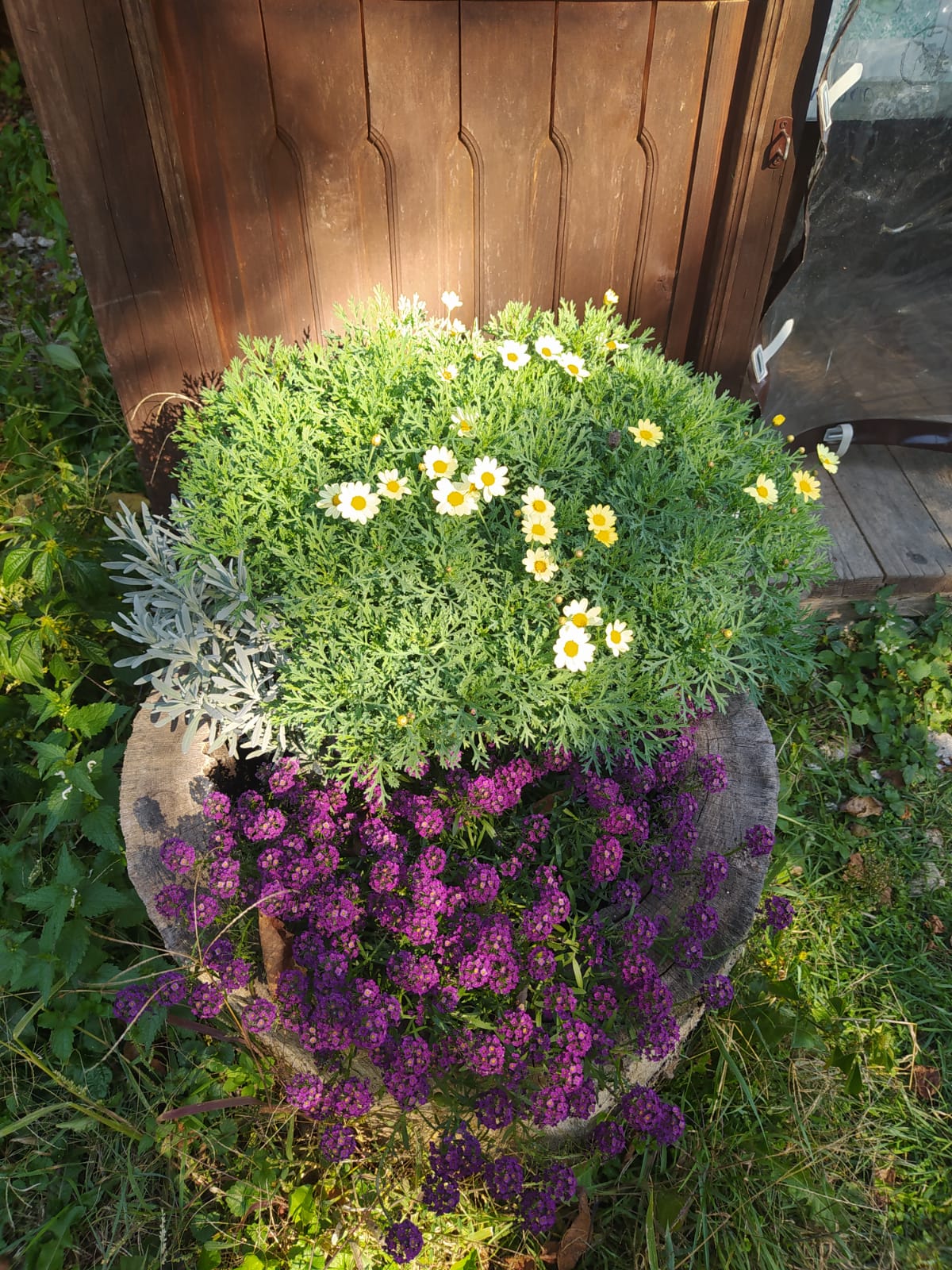 Фото Горная Лаванда