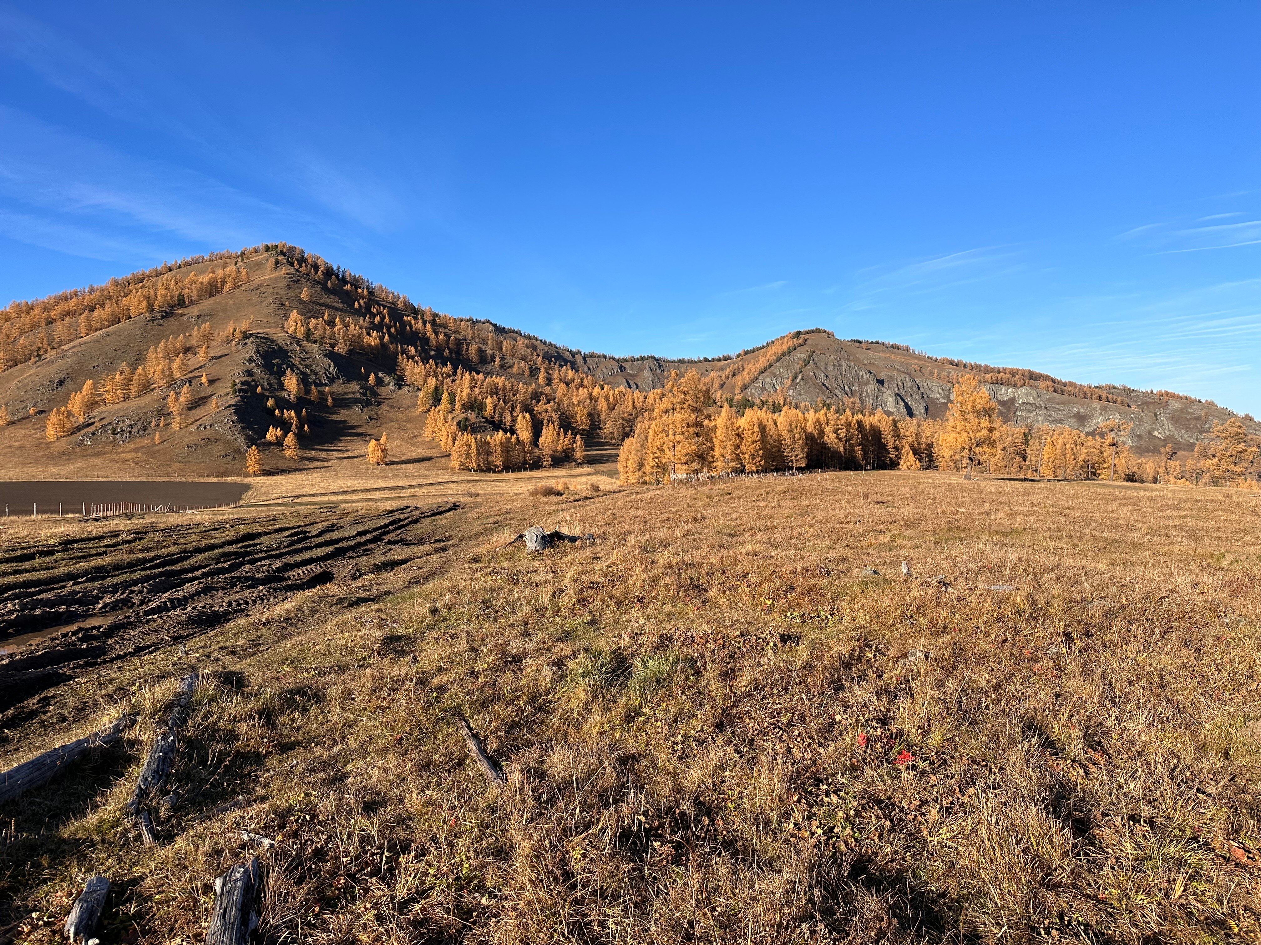 Фото Медуница