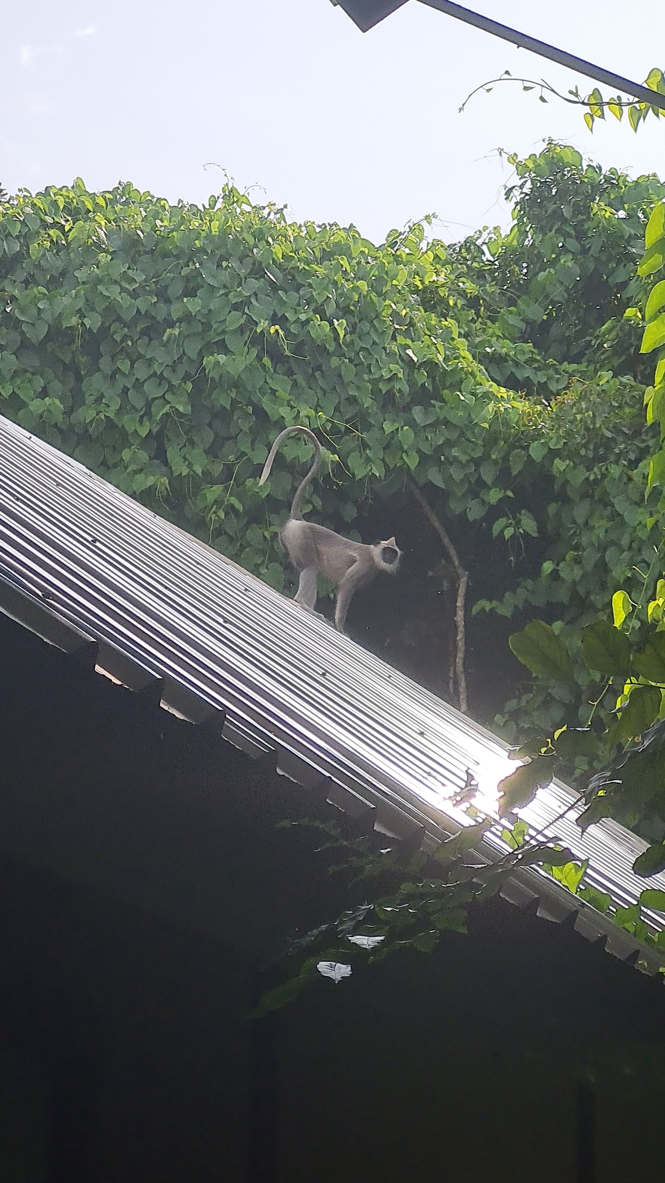 Фото Uga Jungle Beach Resort Sri Lanka