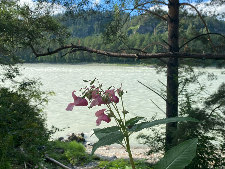 Фото На Алтае