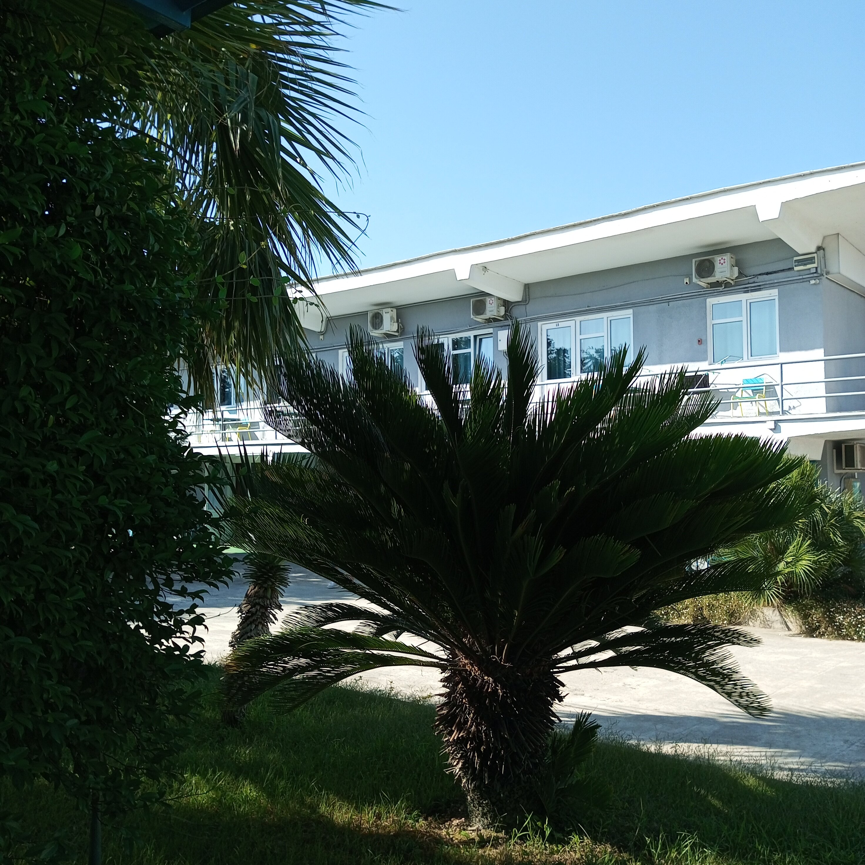 Фото Золотой огонек