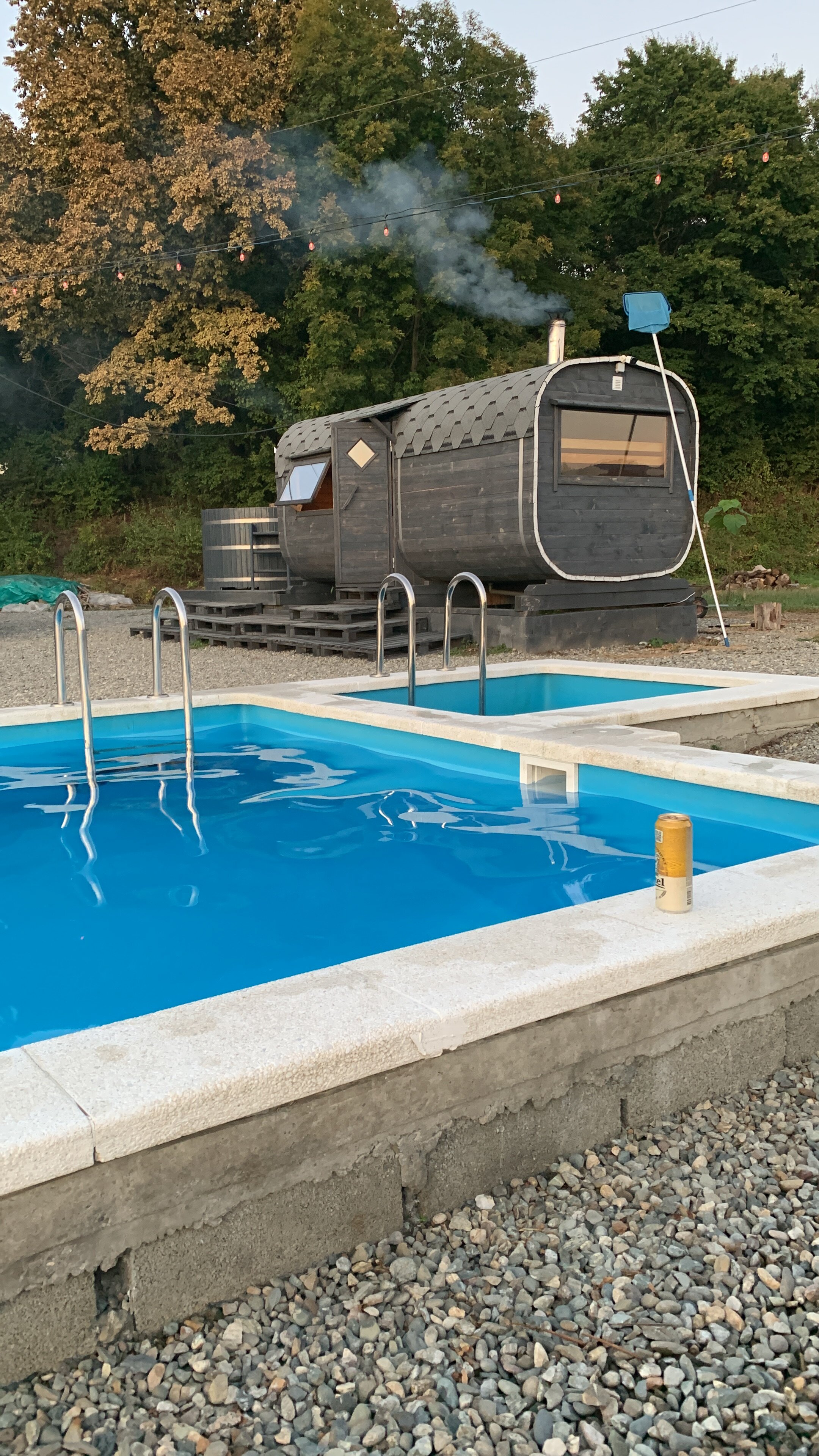 Фото Павлония