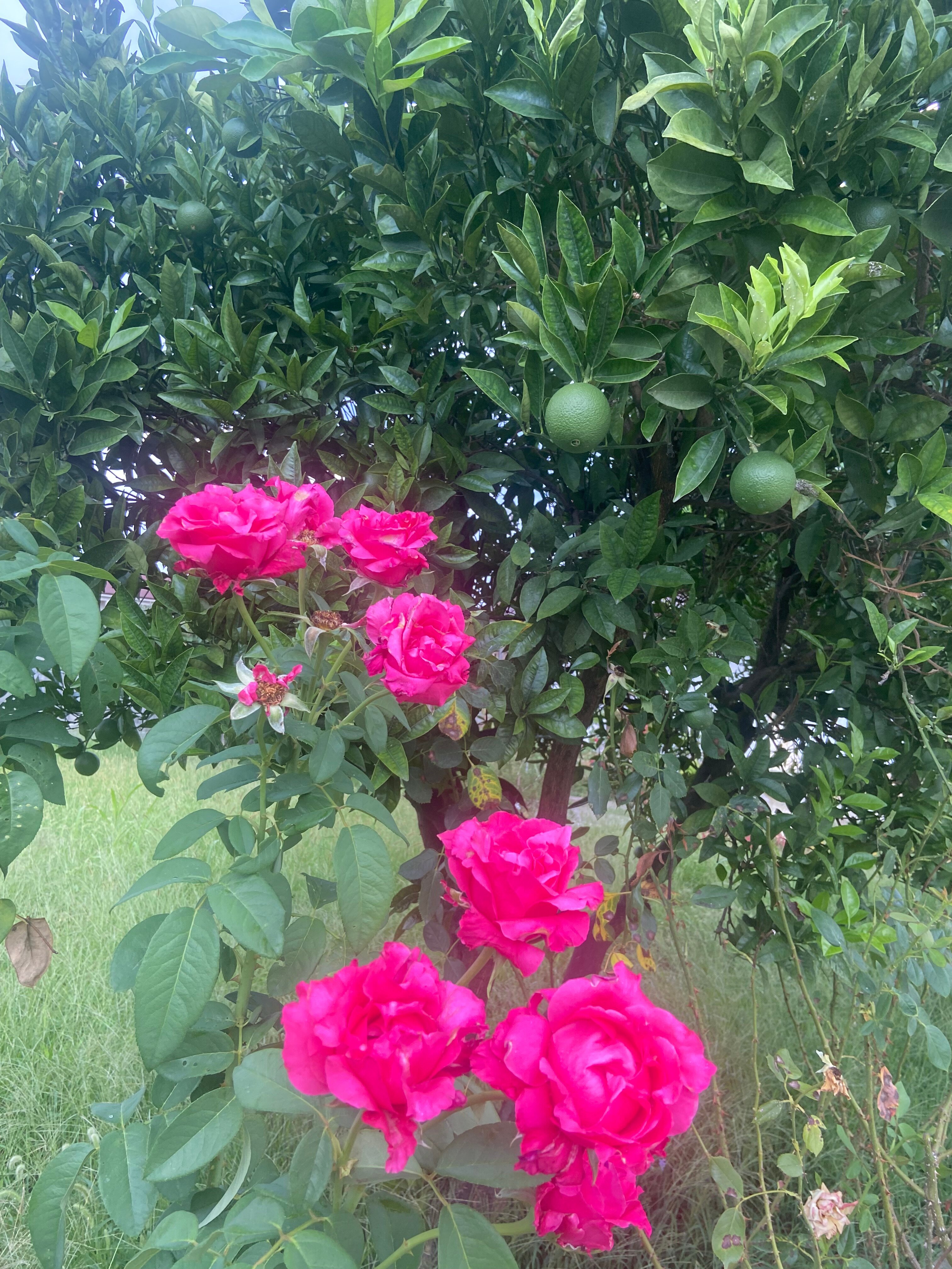 Фото Райский уголок в Абхазии