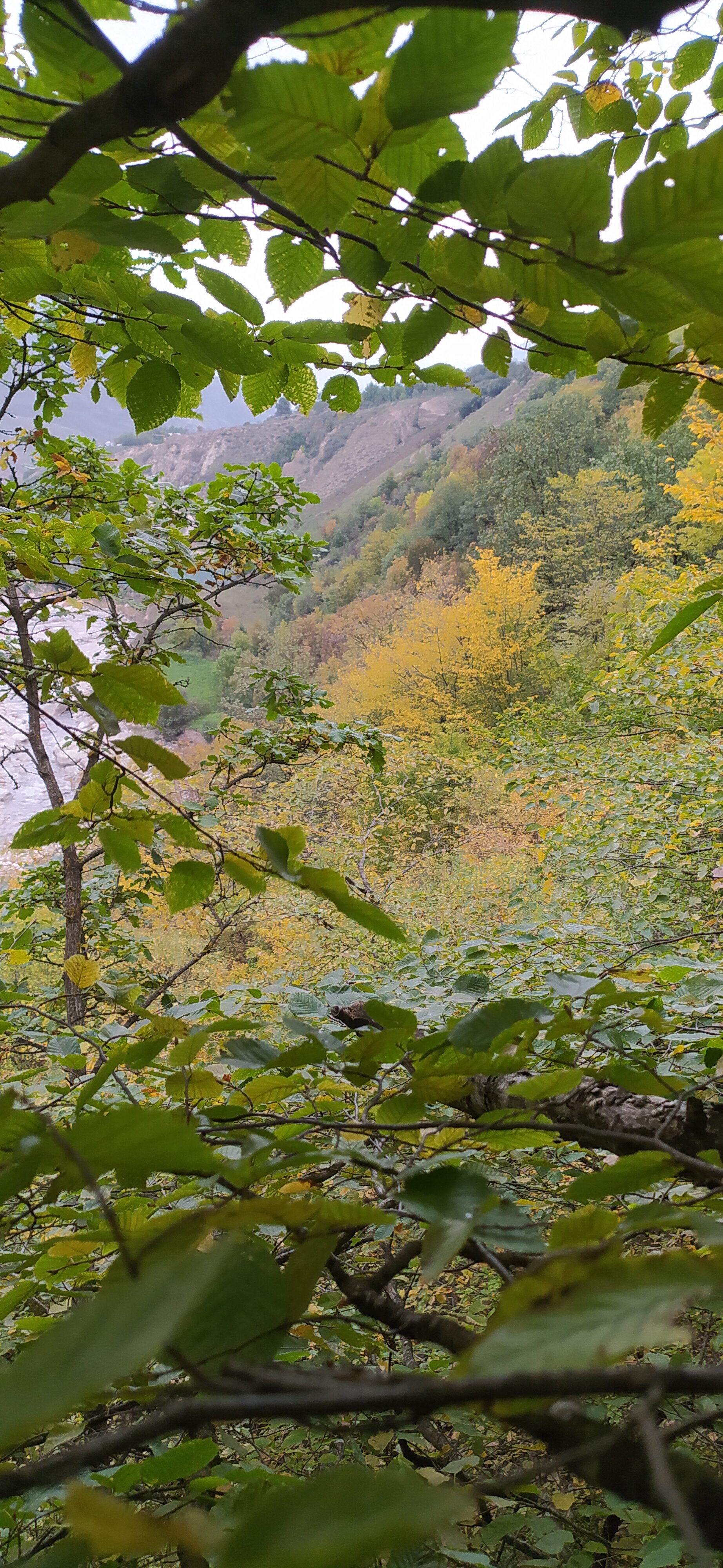 Фото Дубовая Роща