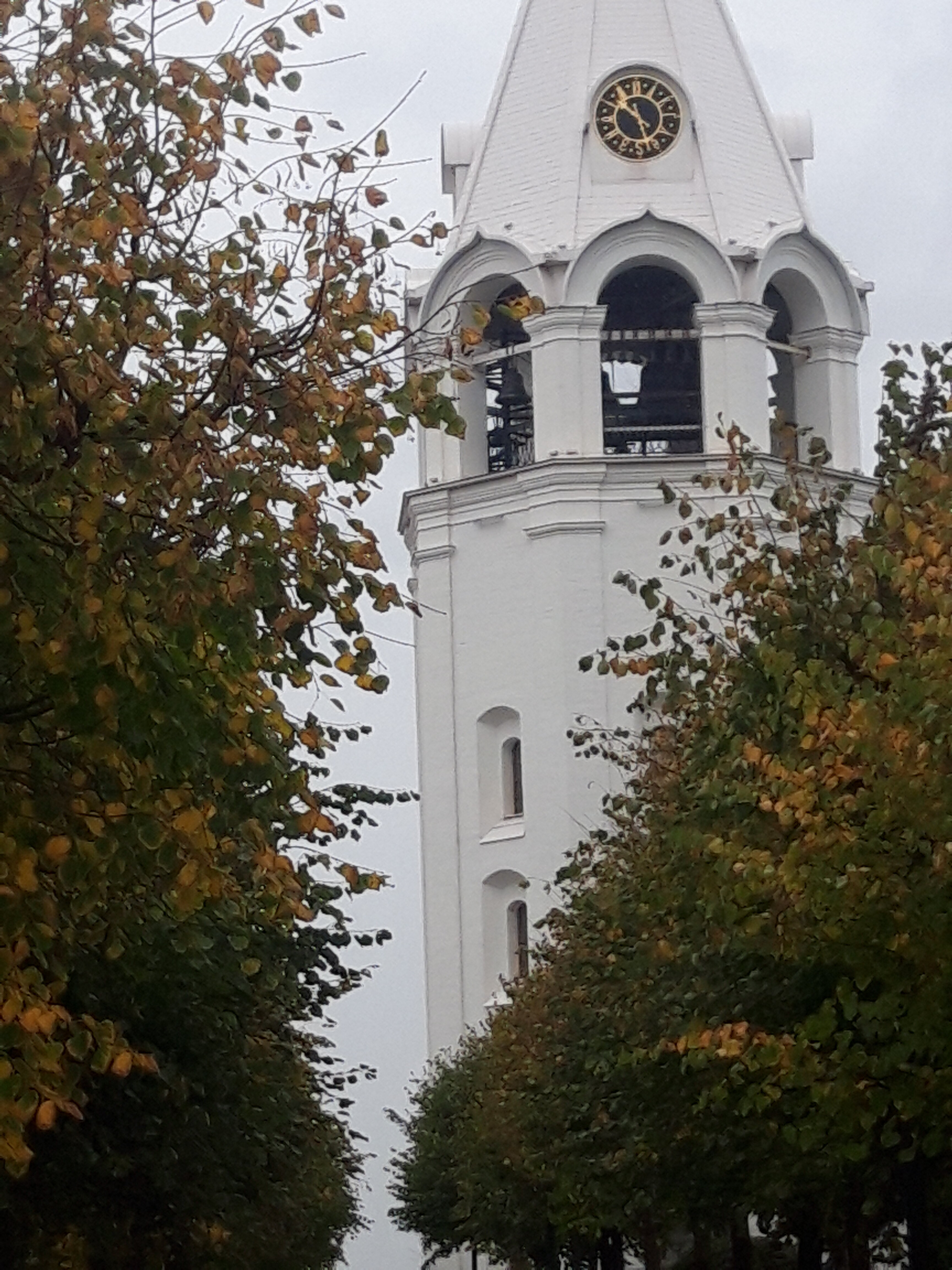 Фото Золотой Клевер