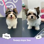 Mishka Groom (Narodnogo Opolcheniya Street, 3), salón de mascota, peluquería de animales