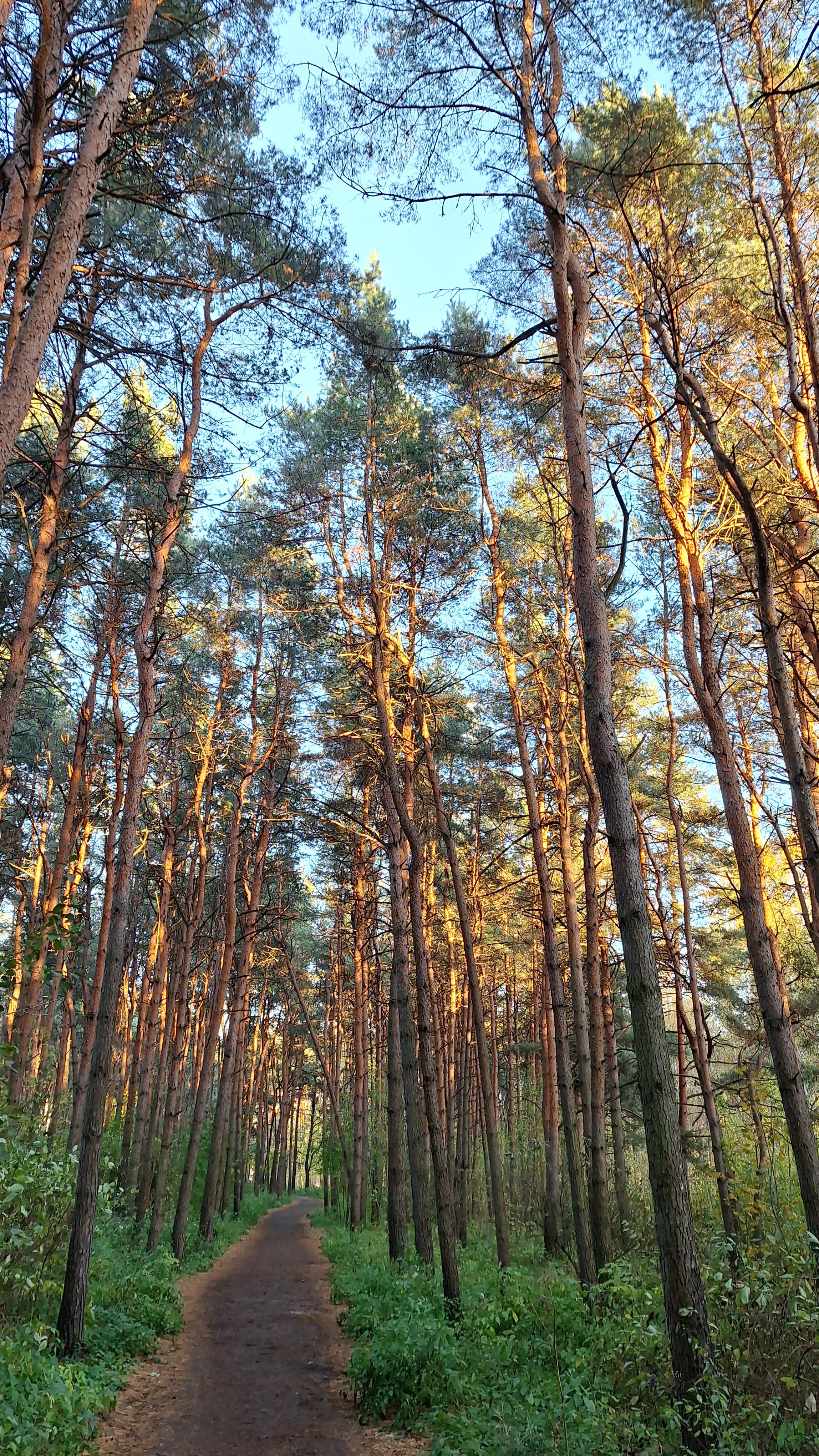 Фото Бобачёвская роща