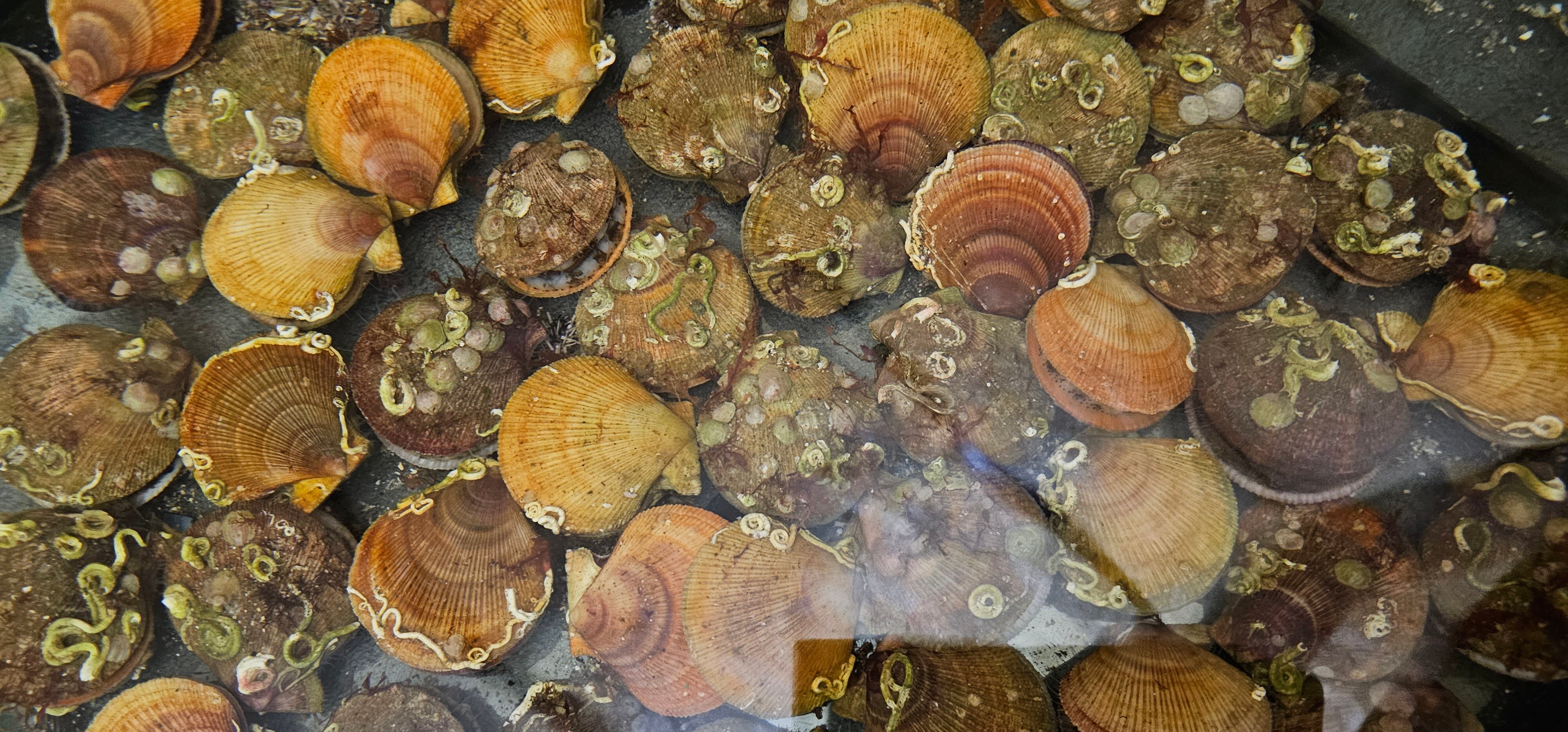 Фото Мурманская страусиная ферма