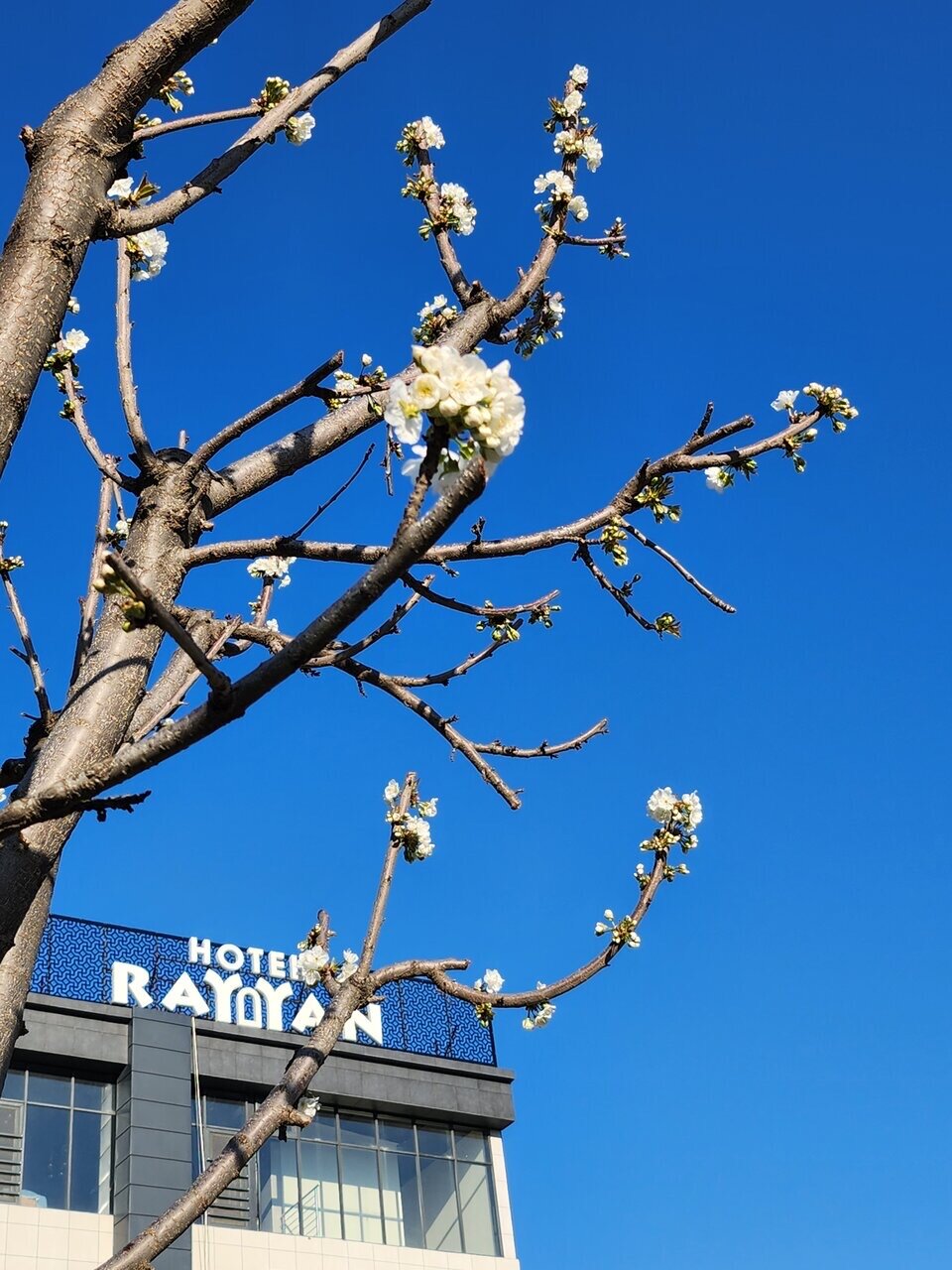 Фото Rayyan Hotel & SPA Tashkent