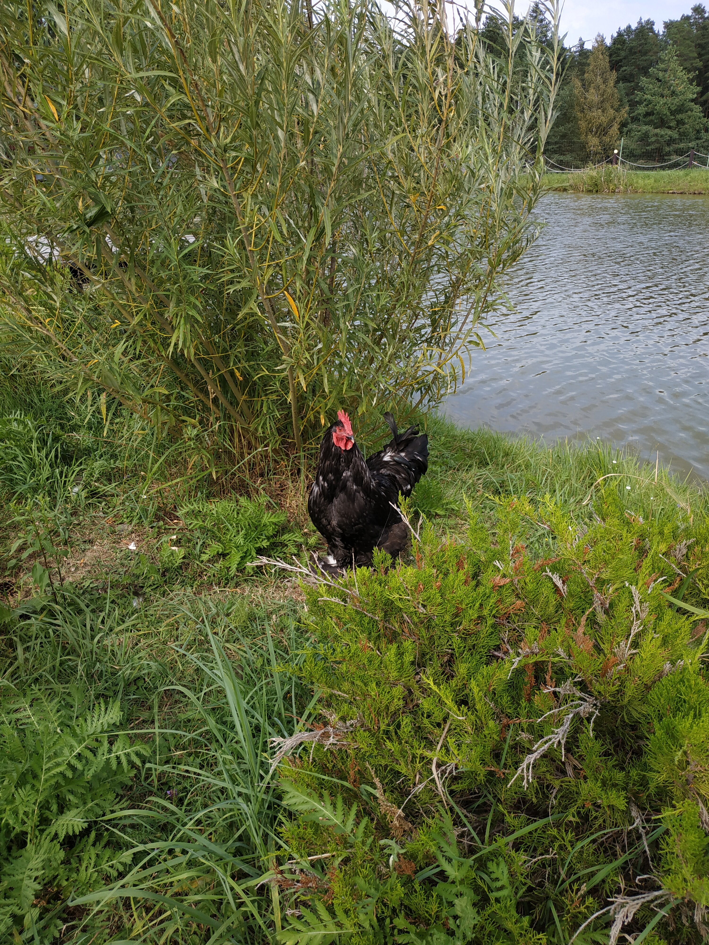 Фото Оленьи пруды