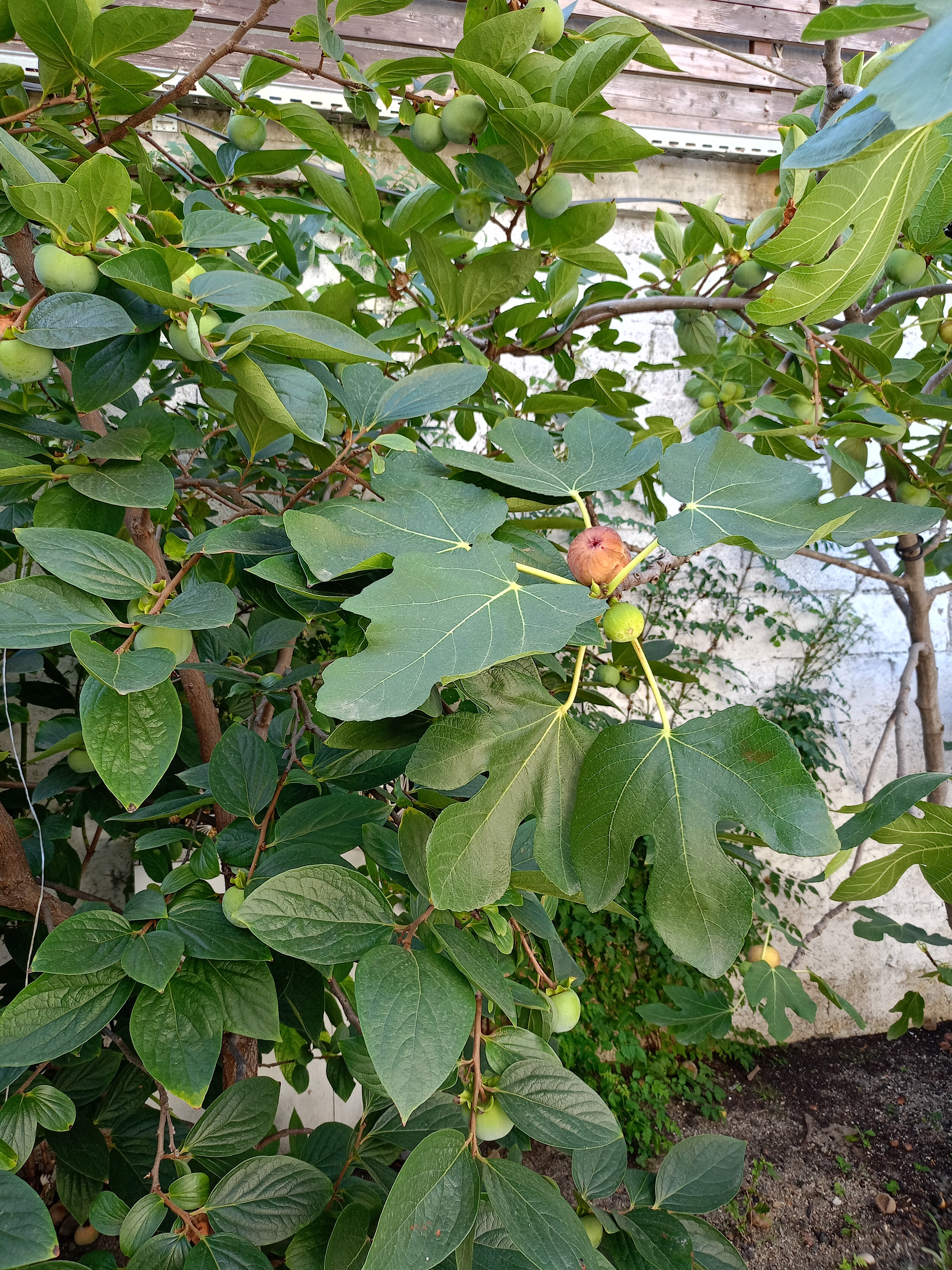 Фото Леонардо