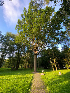 Императорский дуб (Калининградская область, Зеленоградск, Городской парк), природа в Зеленоградске