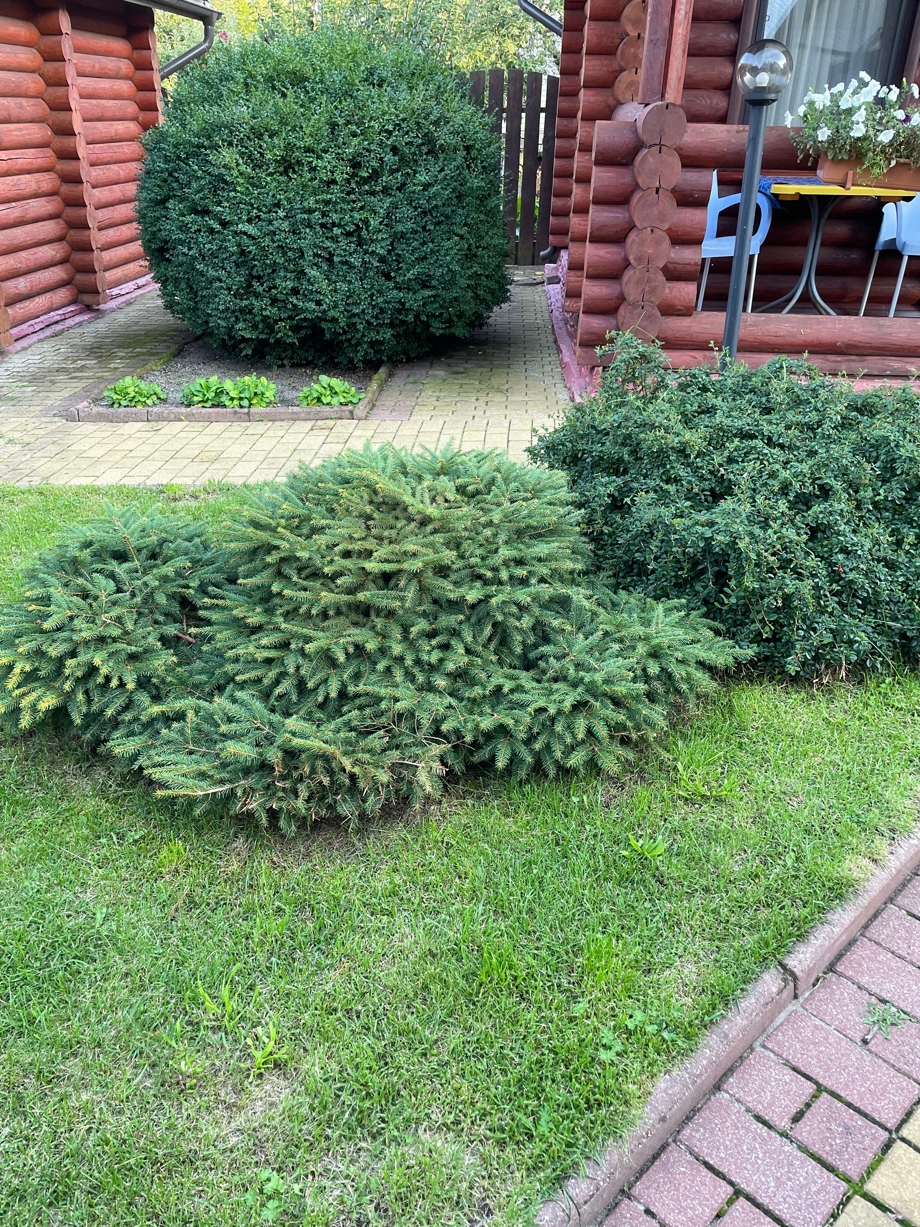 Фото Элиза Заркау