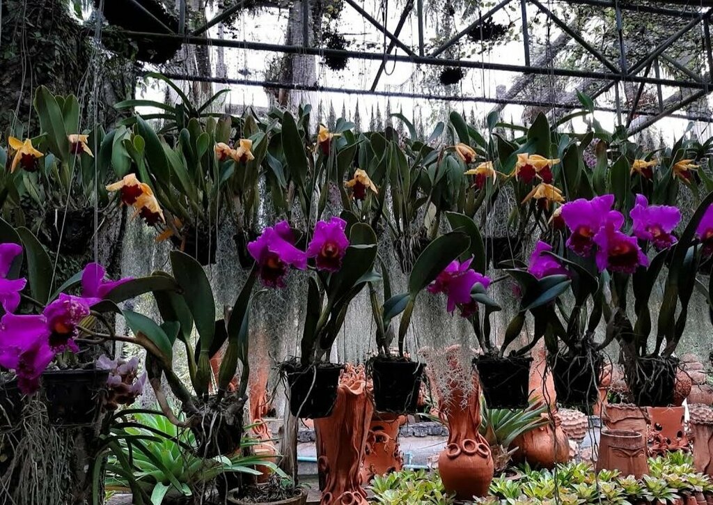 Theatre Театр Нонг Нуч, Earth, photo