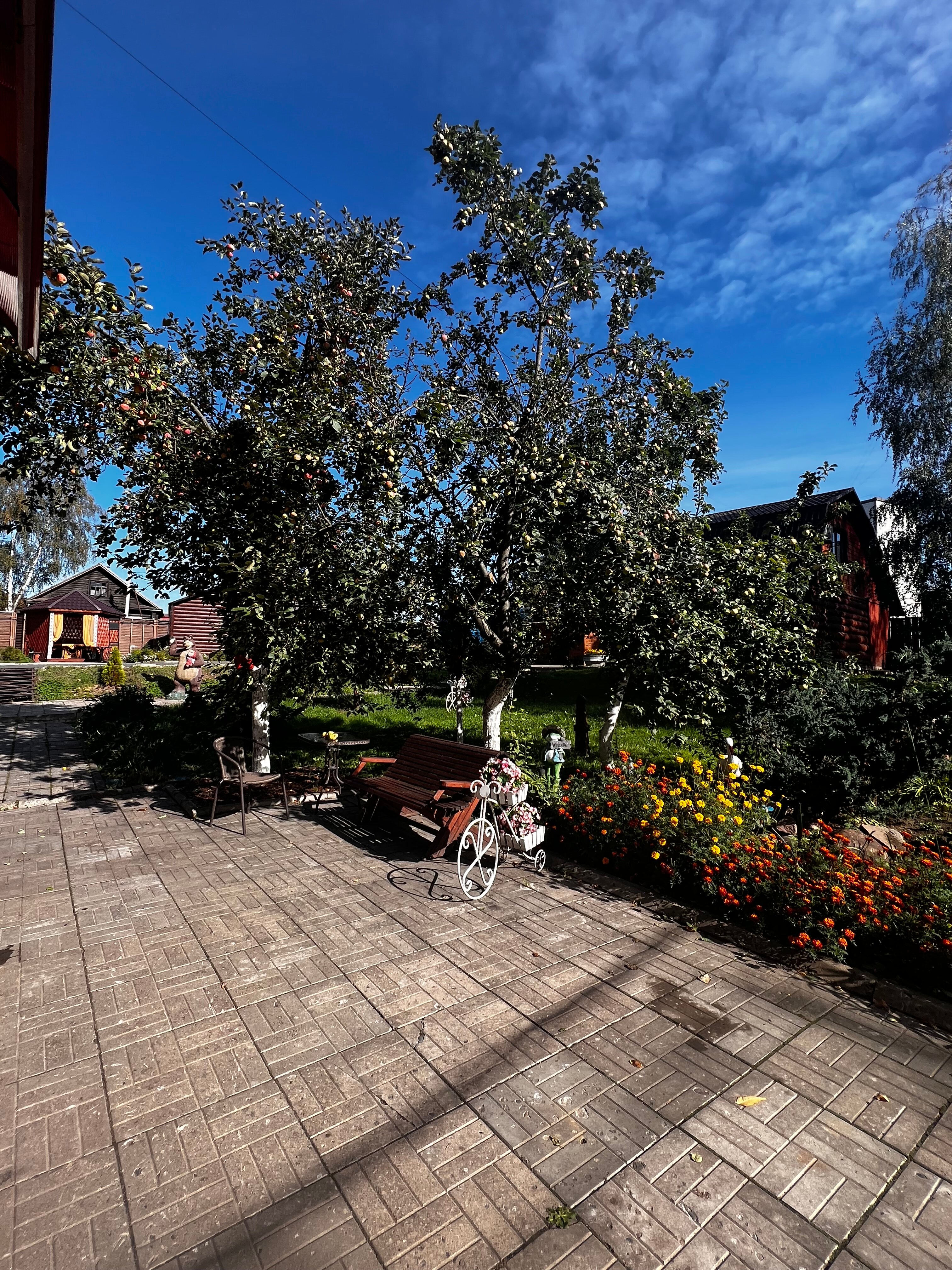 Фото Берёзка