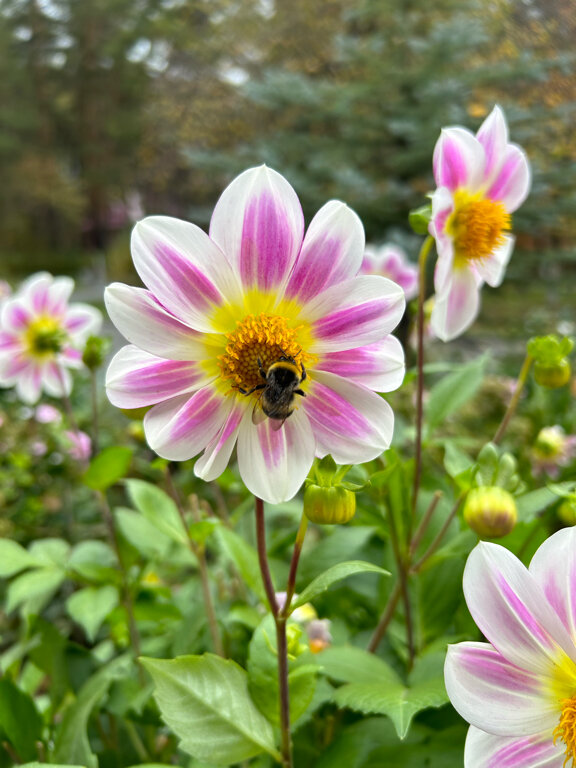 Фото Белый камень