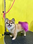 Pets Groom (Bytkha Microdistrict, Yasnogorskaya ulitsa, 20), pet salon