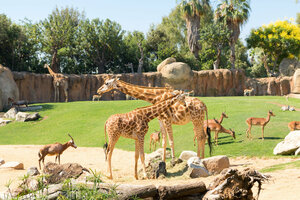 Zoo Bioparc València, Valencian Community, photo