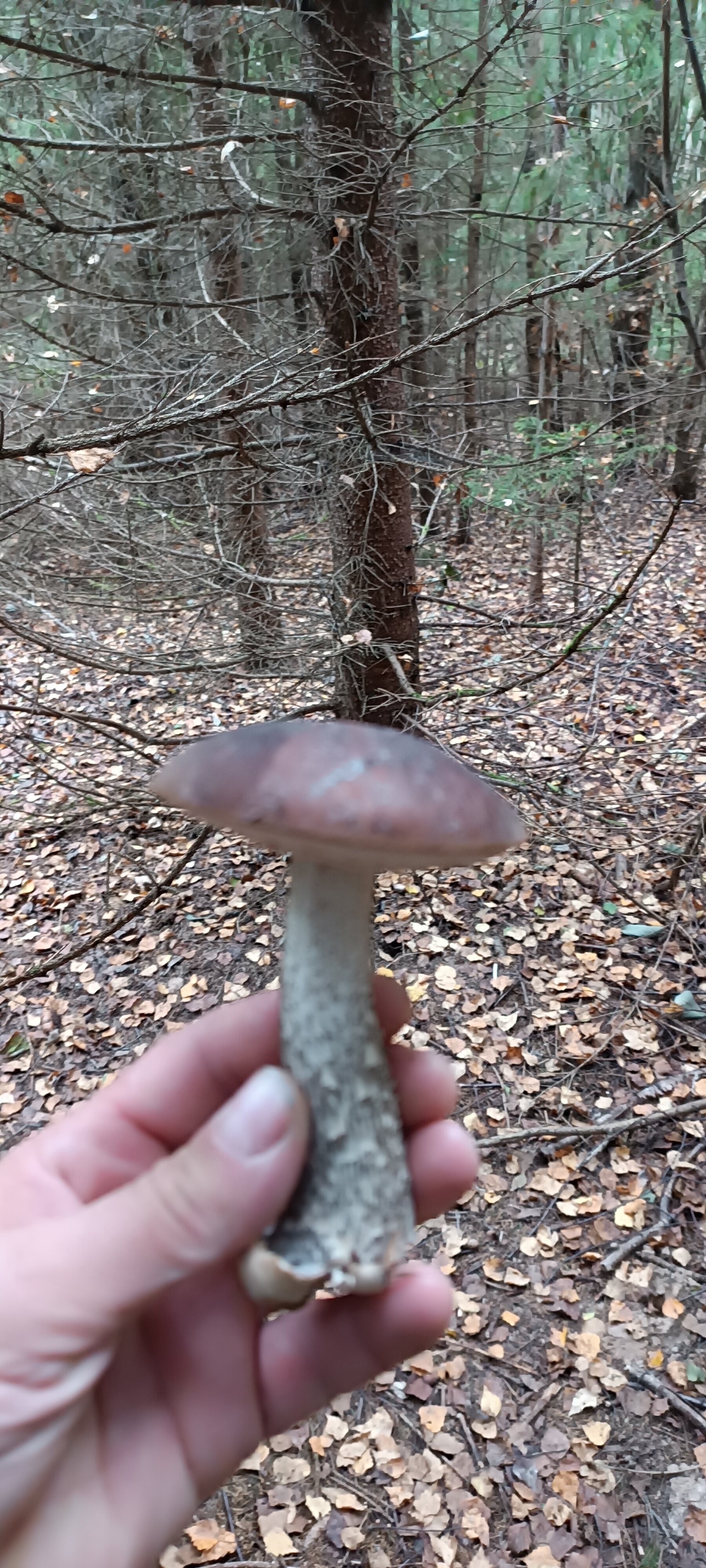 Фото Кузьмадино