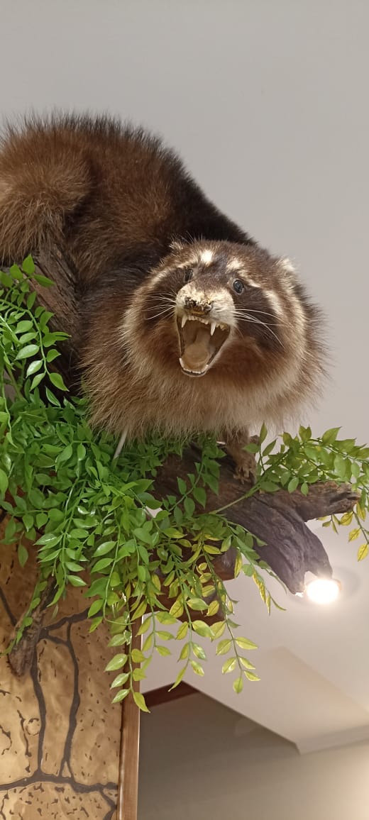 Фото Три Медведя