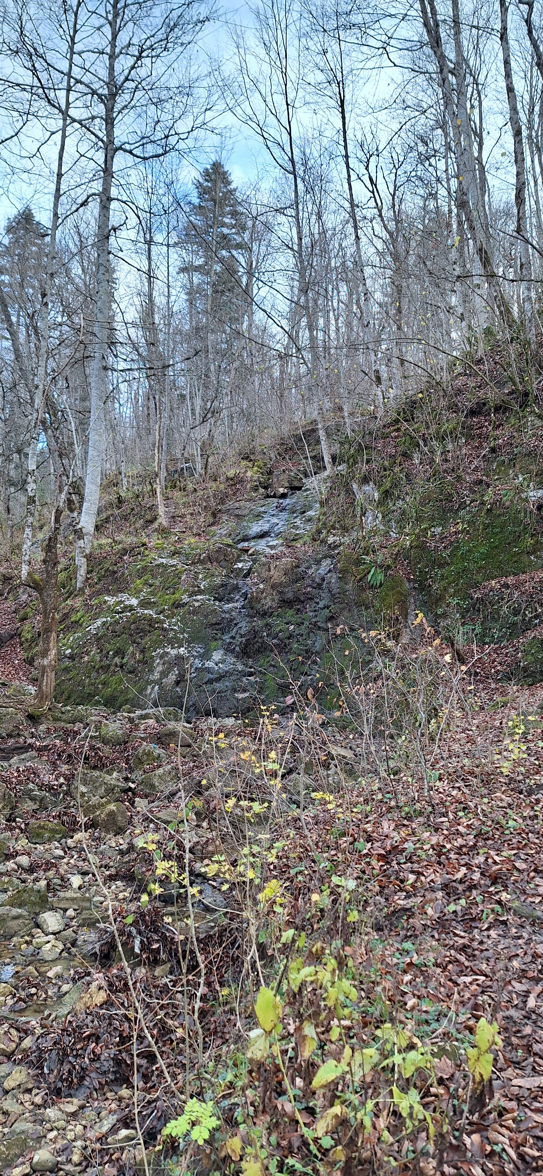 Фото Лесной